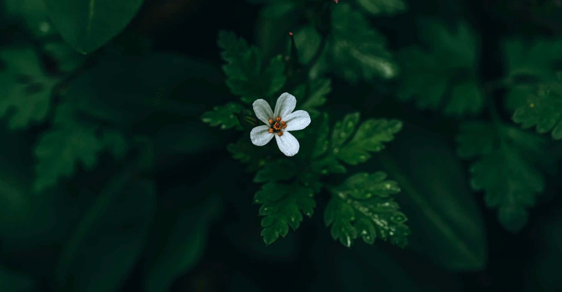 White Flower 桌布 壁紙 — 一朵精緻的白色花朵，黃色花心，在柔和的自然光中於深綠色葉叢間綻放。