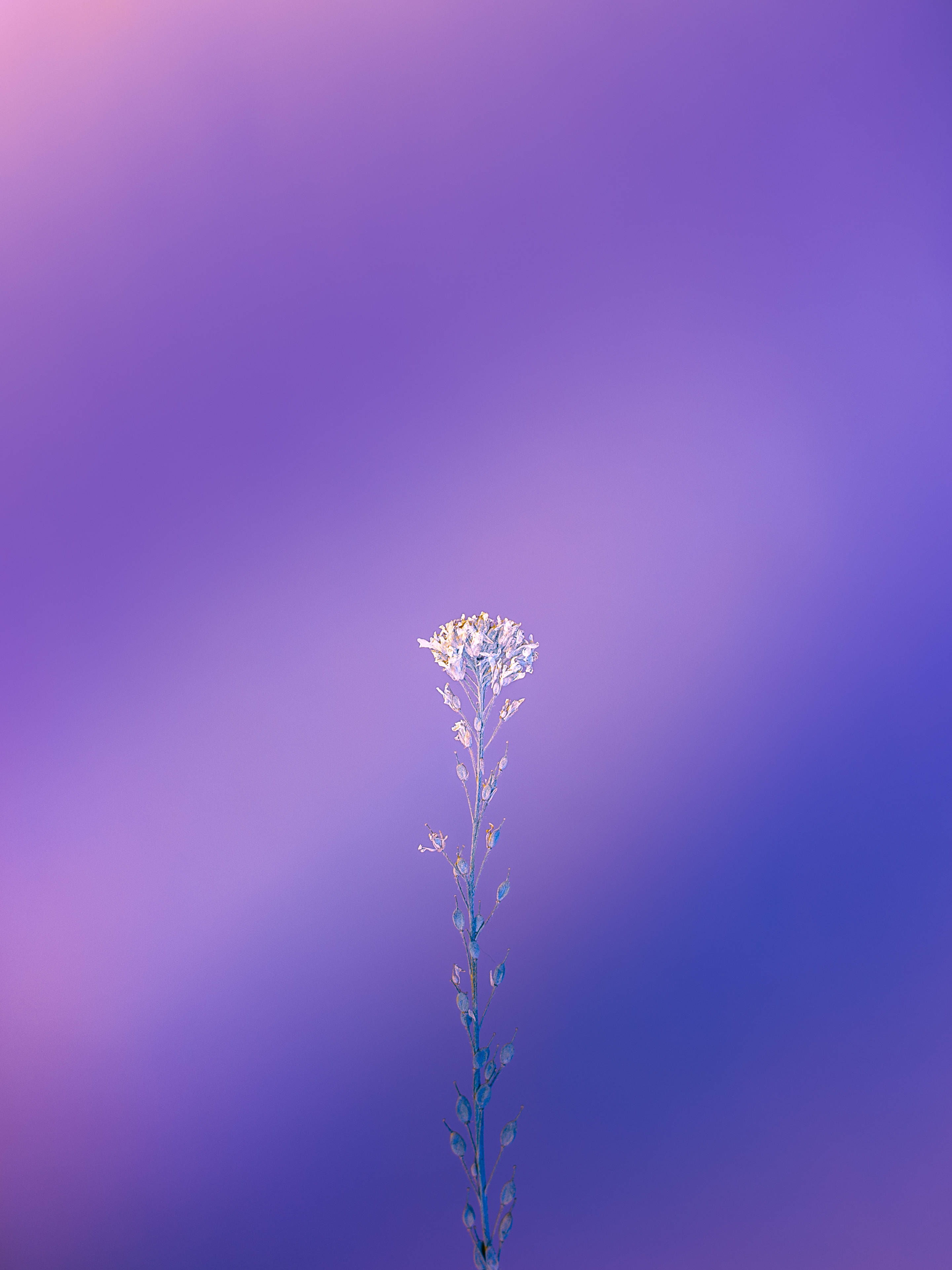 iPhone 11 Purple 桌布 壁紙 — 一朵精緻的白色花莖在柔和的紫色和藍色漸變天空中升起。