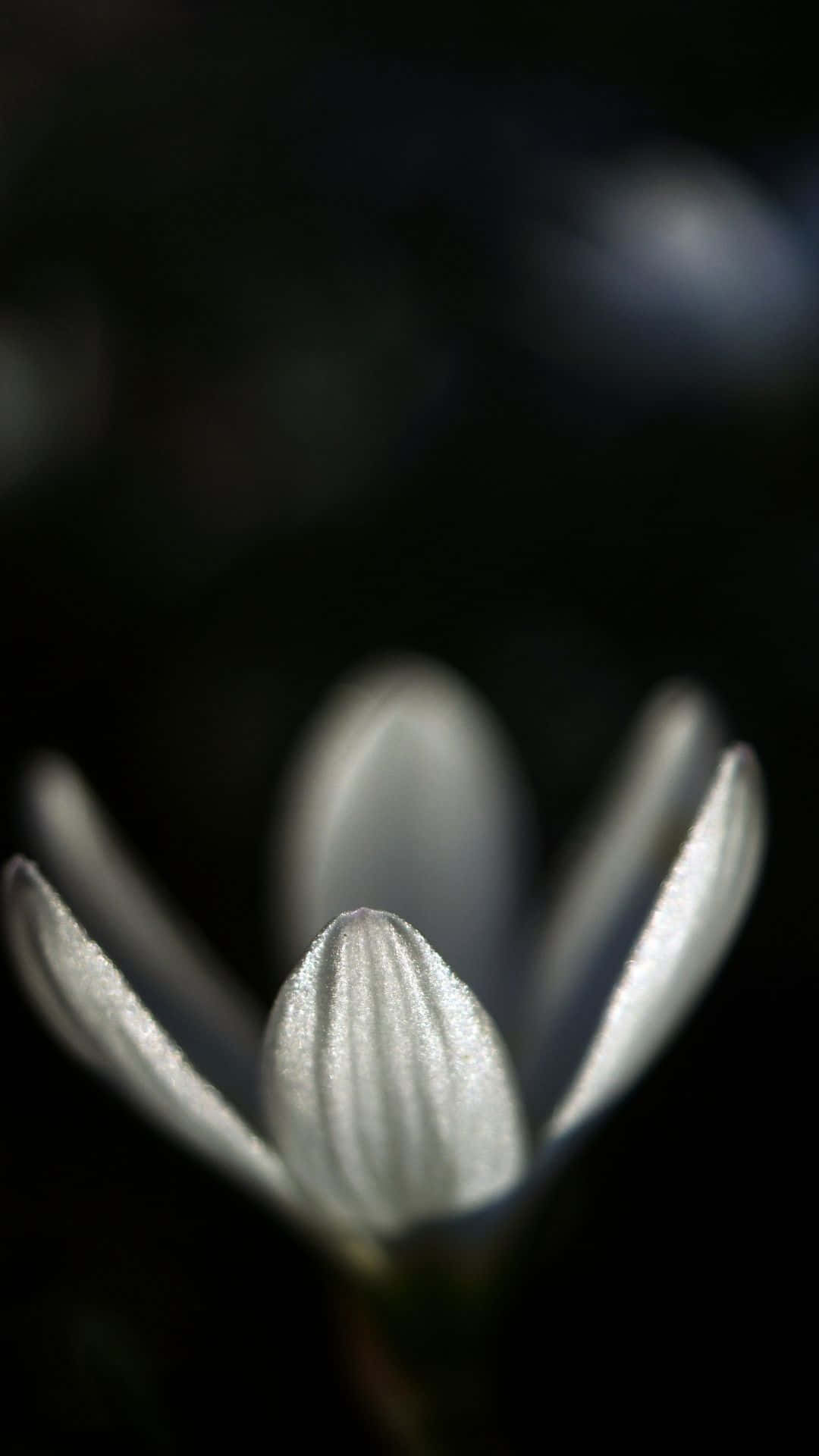 Glow In The Dark 桌布 壁紙 — 一朵精緻的白色花蕾在淺景深下，於深黑色背景上閃爍著露珠。