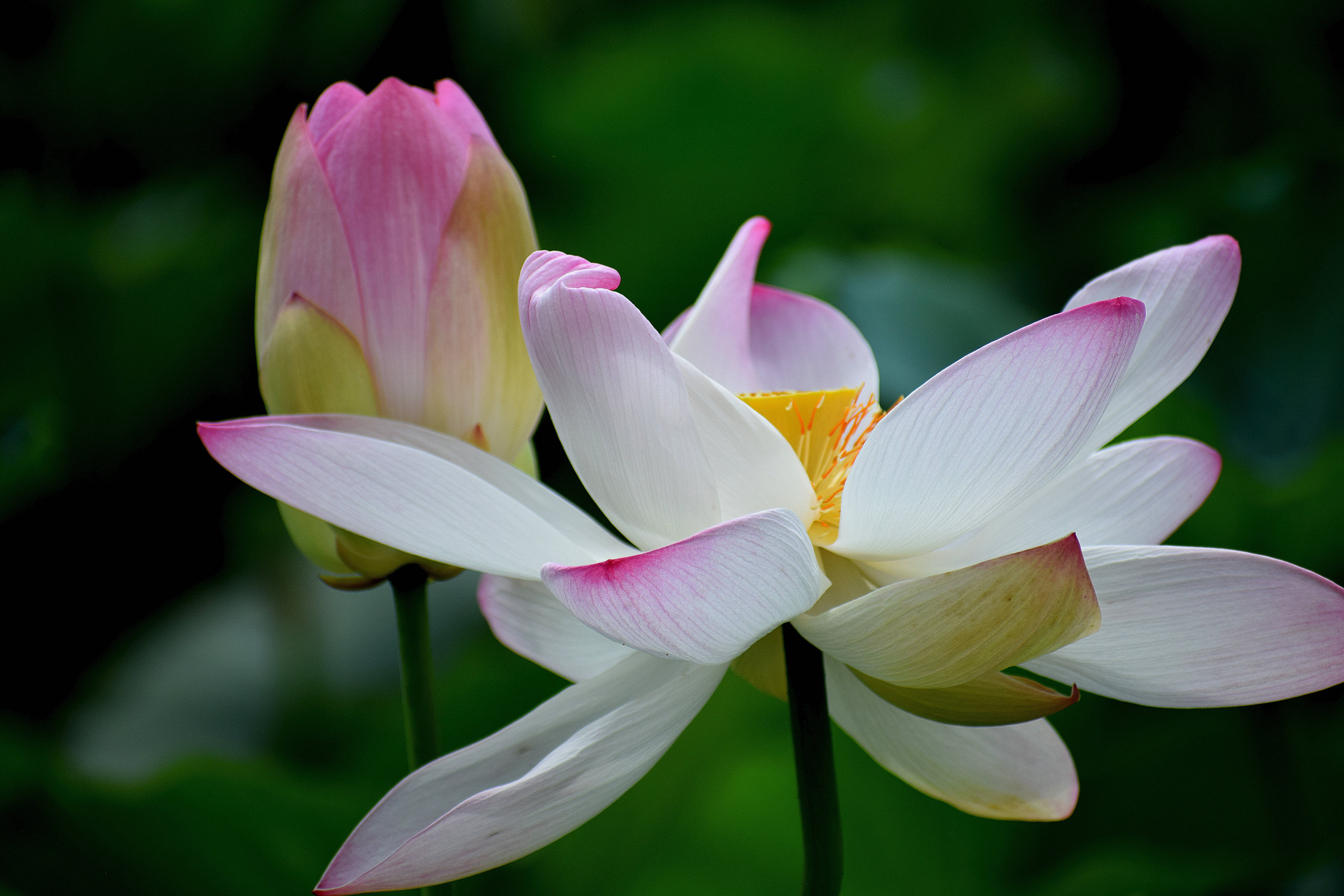 lotus 桌布 壁紙 — 一朵精緻的白色蓮花，花瓣尖端呈粉紅色，在茂密的綠色葉子旁邊，與一個閉合的粉紅色花蕾一起盛開。