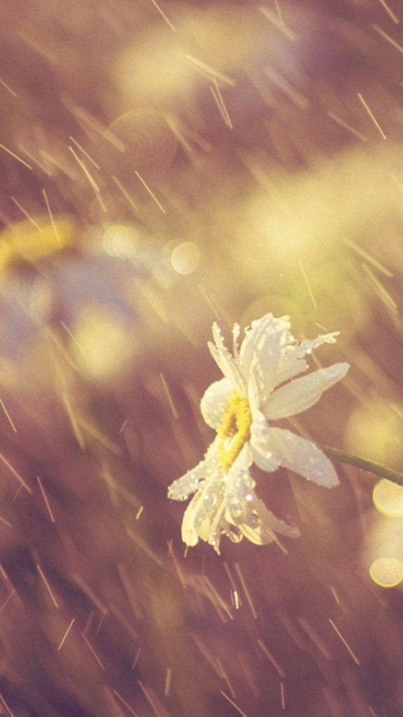 雨中的雛菊，金色散景背景