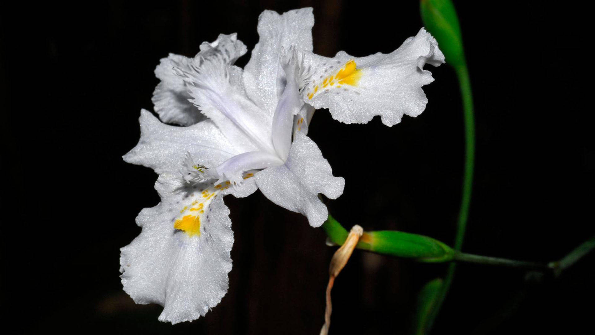 Iris 桌布 壁紙 — 一朵精緻的白色鳶尾花，帶有褶邊花瓣和黃色斑點，在深黑色背景上閃耀。
