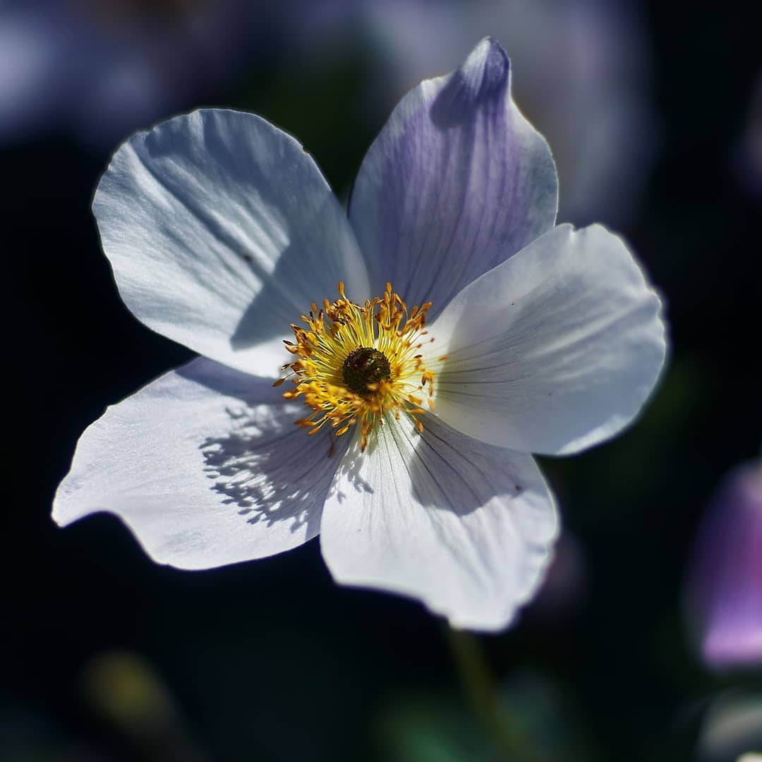 海葵花 桌布 壁紙 — 一朵精緻的白花，帶有紫色調的花瓣和充滿活力的黃色花蕊，在黑暗模糊的背景中綻放。