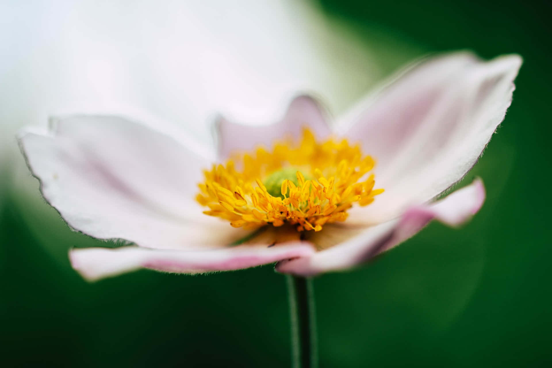 花 桌布 壁紙 — 一朵精緻的白花，帶有鮮豔的黃色花蕊，在模糊的綠色背景下柔和綻放。
