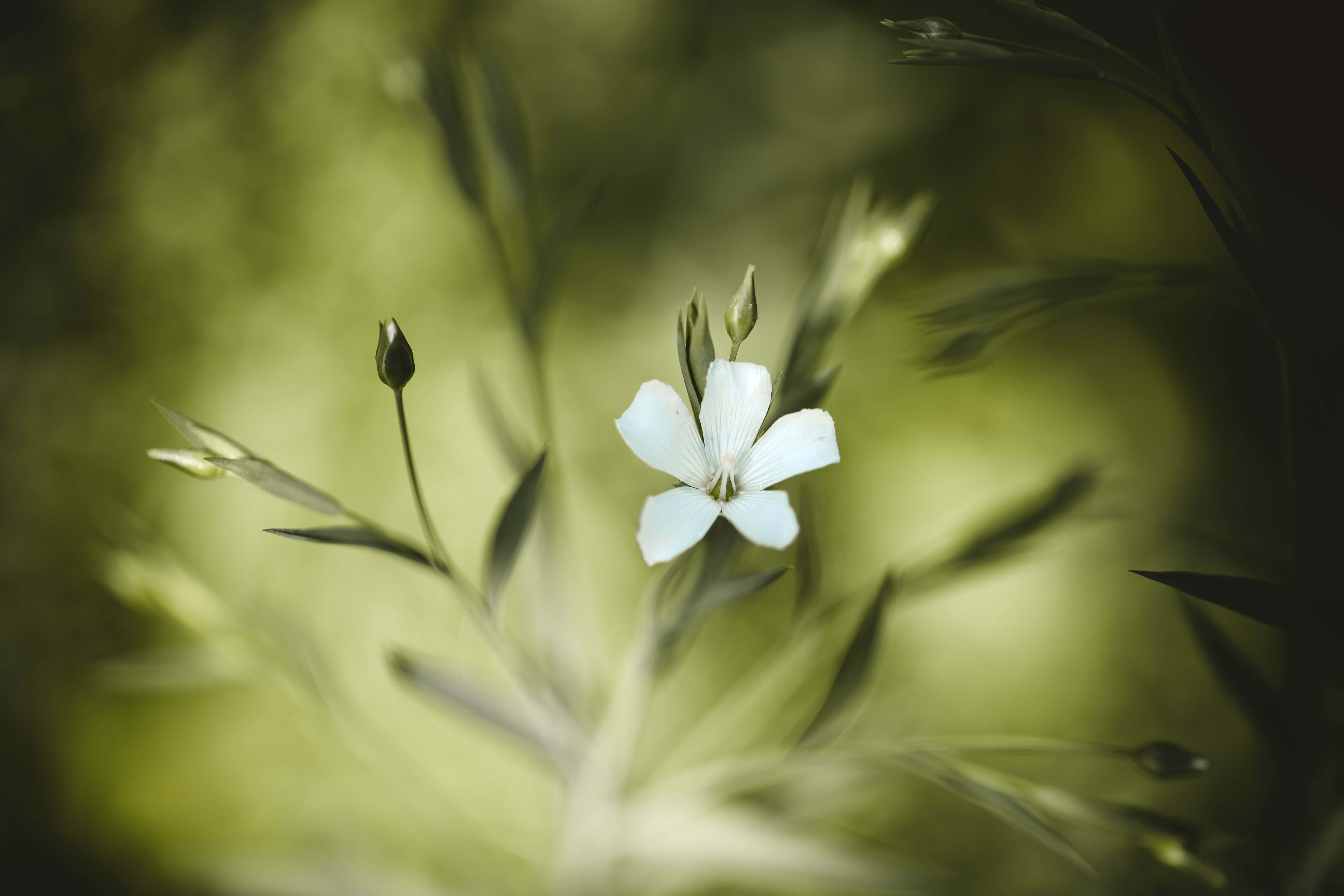 Summer Flowers 桌布 壁紙 — 一朵精緻的白花在夢幻般的綠色模糊背景中柔和綻放，背景中有失焦的莖和花蕾。