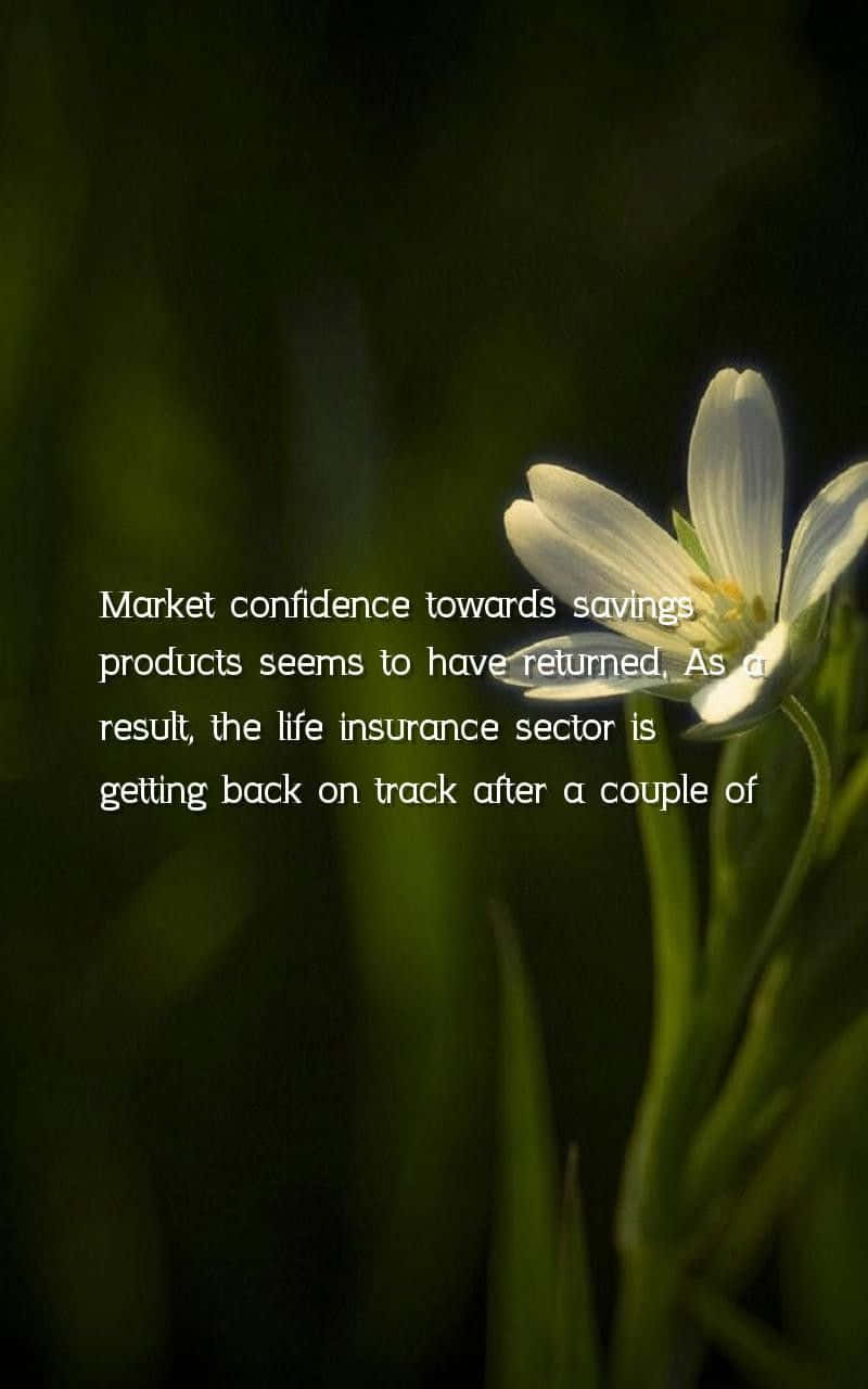 confidence 桌布 壁紙 — 一朵精緻的白花在模糊的綠色背景下，在溫暖的背光中輕輕綻放。