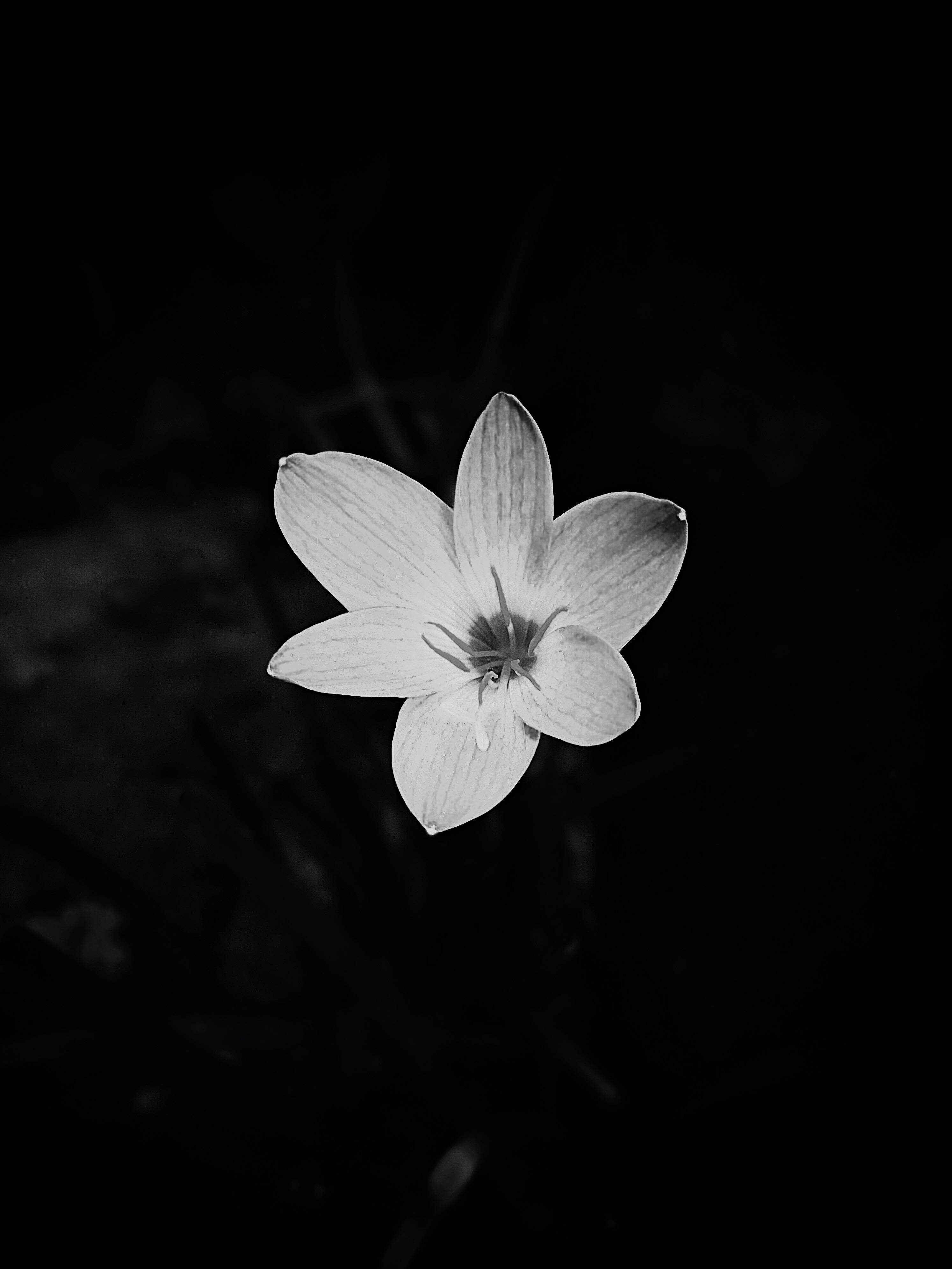 Dim 桌布 壁紙 — 一朵精緻的白花在深色背景下以鮮明的黑白綻放。
