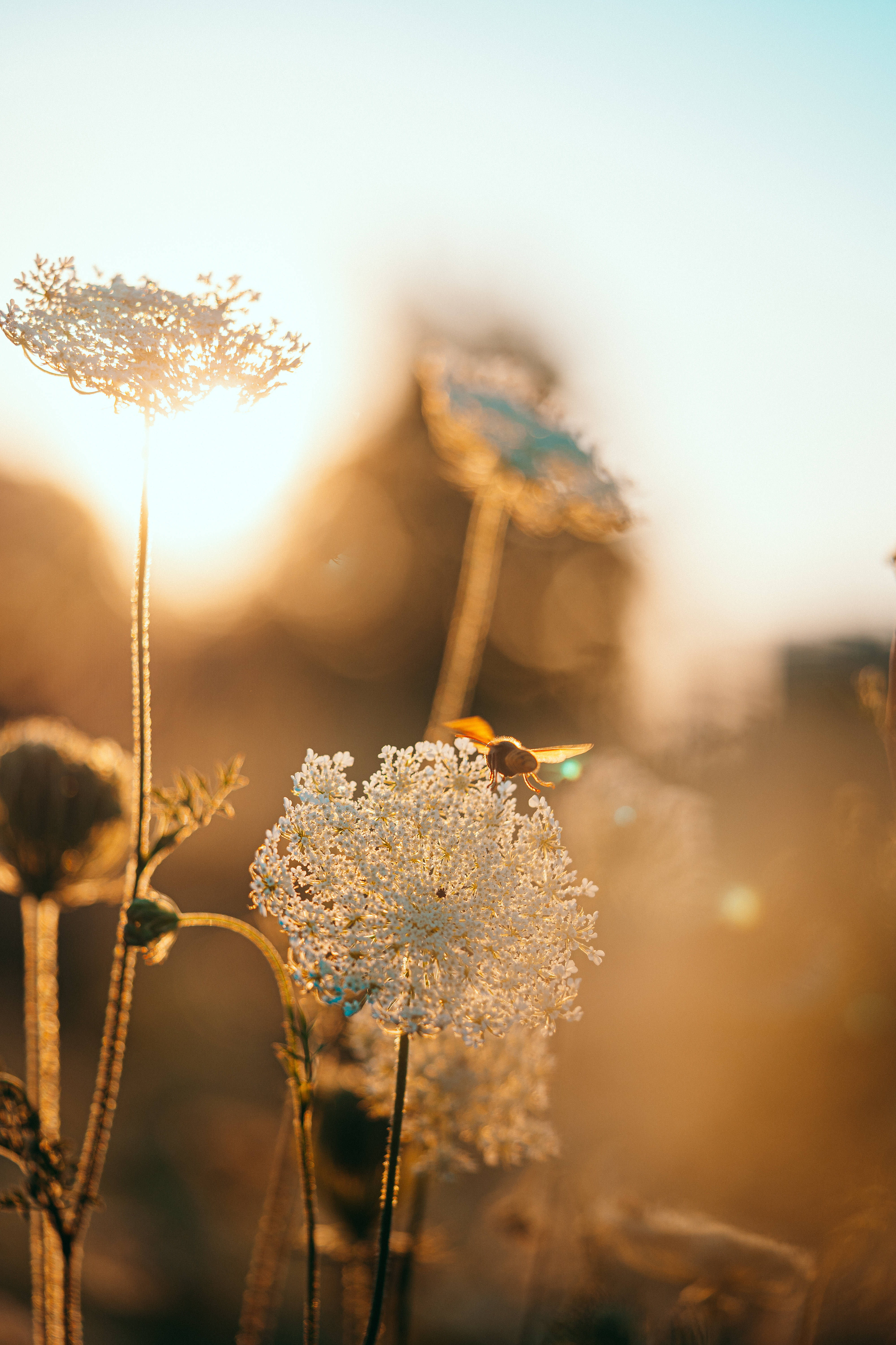 花朵 桌布 壁紙 — 一朵精緻的白花在金色夕陽中發光，一隻蜜蜂在附近盤旋，形成柔和鏡頭光暈。