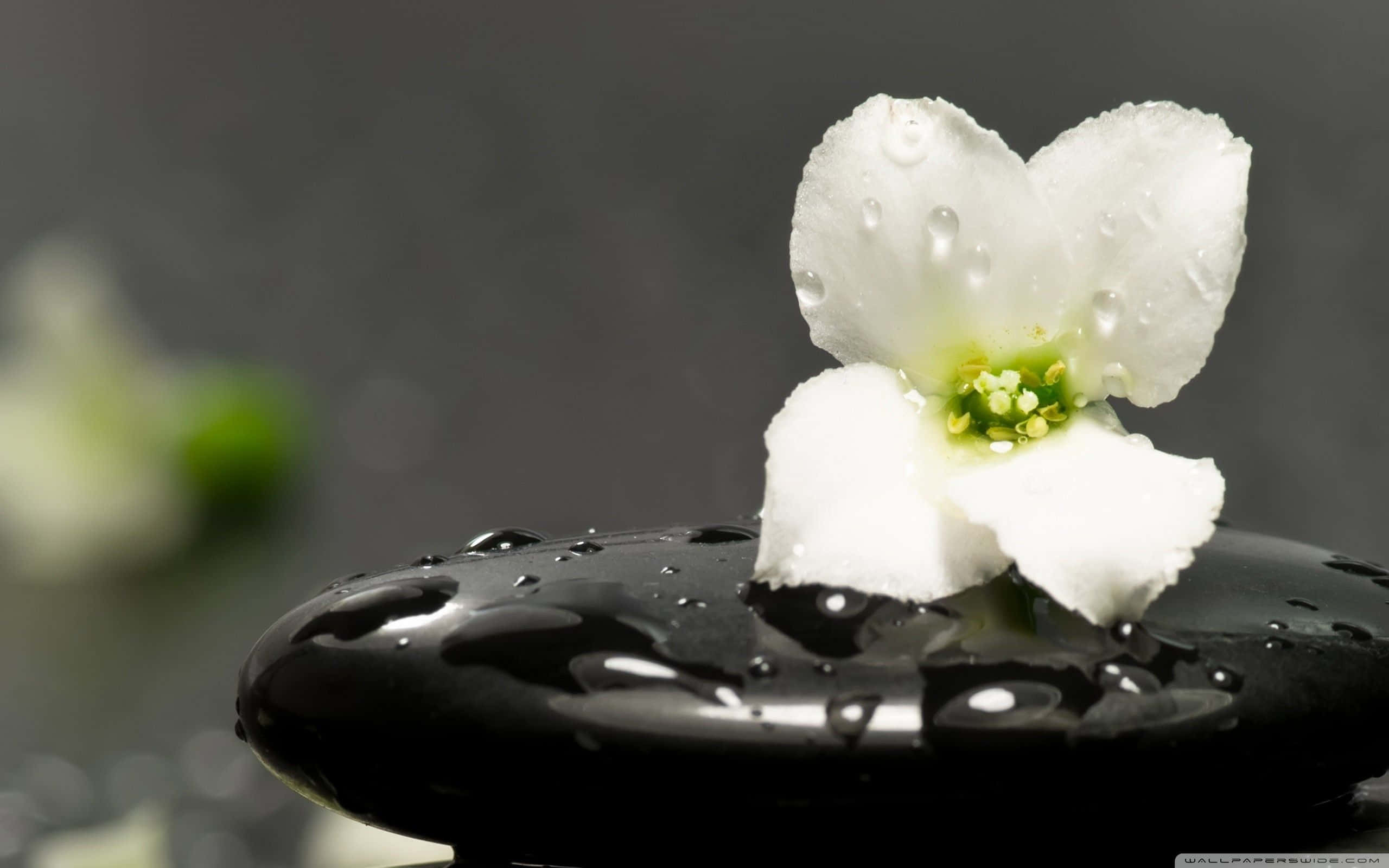 禪 桌布 壁紙 — 一朵精緻的白花帶著露珠，安放在光滑的黑色石頭上，背景是柔和的灰色。