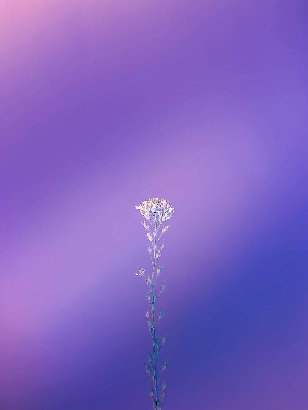 紫色 iPhone 桌布 壁紙 — 一朵精緻的白花高高聳立在柔和的紫色和藍色漸變天空前。