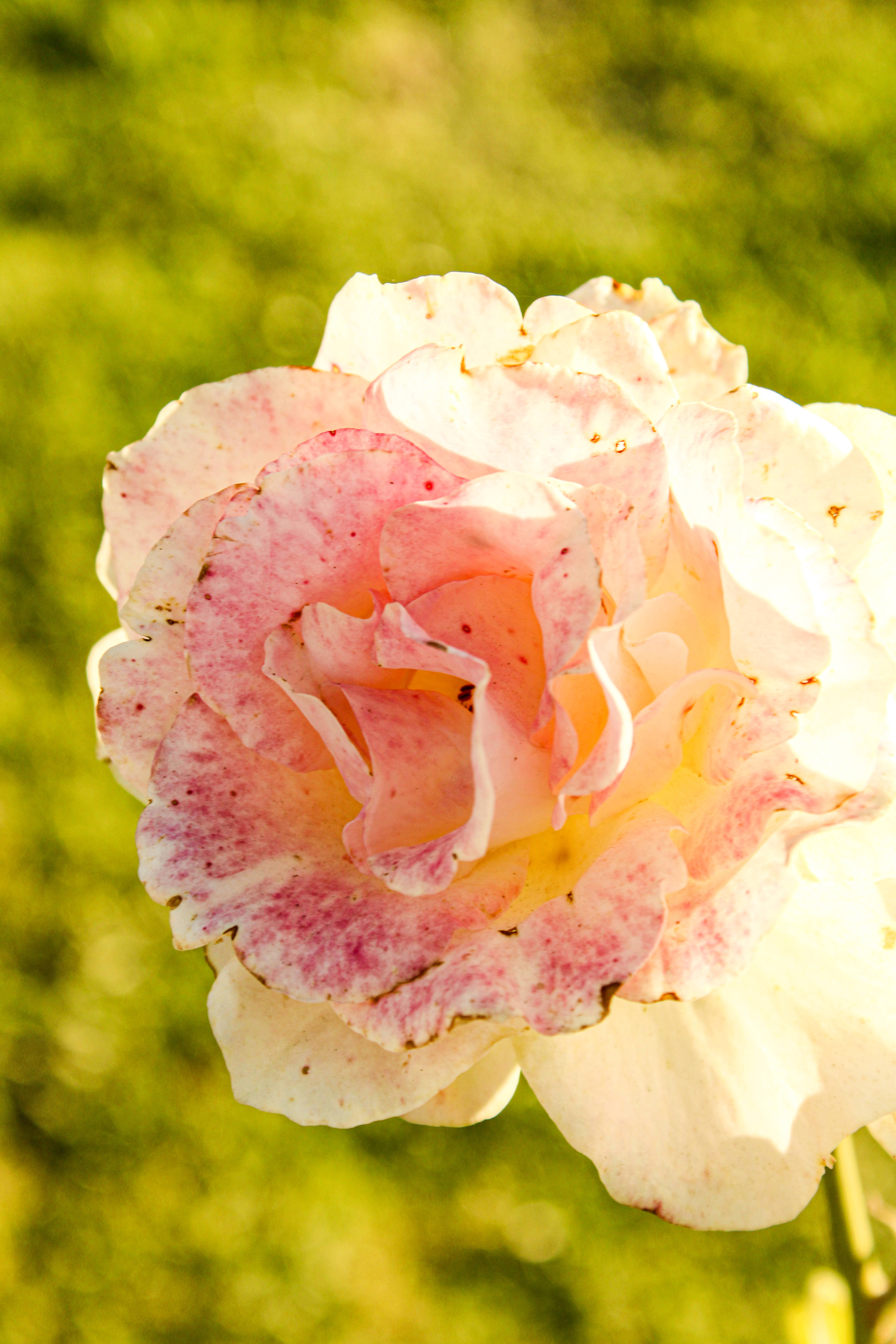 Rose HD 桌布 壁紙 — 一朵精緻的粉白玫瑰，帶有斑點花瓣，沐浴在溫暖的金色陽光下，背景是柔和的綠色模糊。