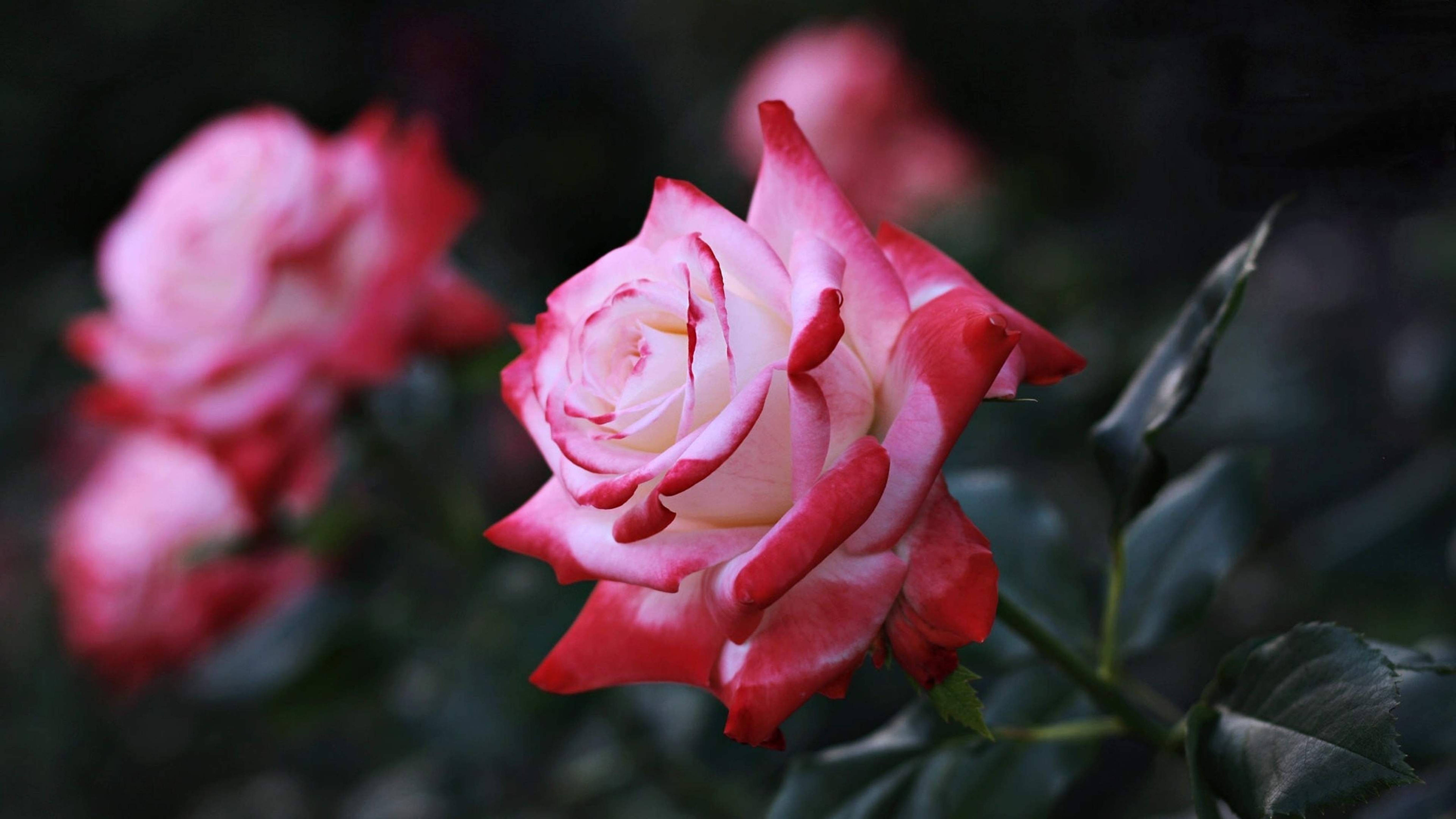 Rose Flower 桌布 壁紙 — 一朵精緻的粉白玫瑰在柔和焦點中綻放，背景是深綠色葉片，在溫柔的暮光下。
