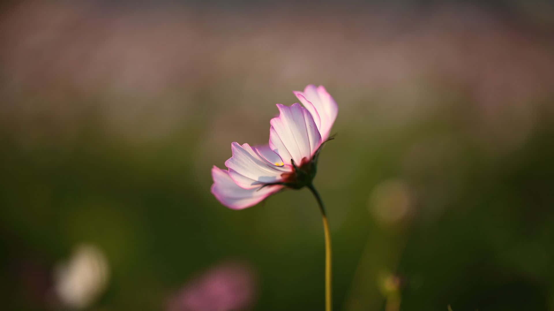 1920 X 1080 桌布 壁紙 — 一朵精緻的粉白相間波斯菊，在柔和模糊的綠色與紫色田野中高高挺立。