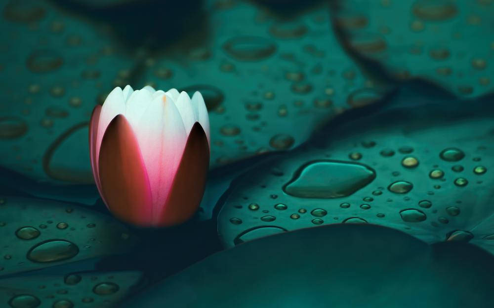 lily 桌布 壁紙 — 一朵精緻的粉白色睡蓮在閃閃發光的藍綠色睡蓮葉上綻放，葉上點綴著露珠。