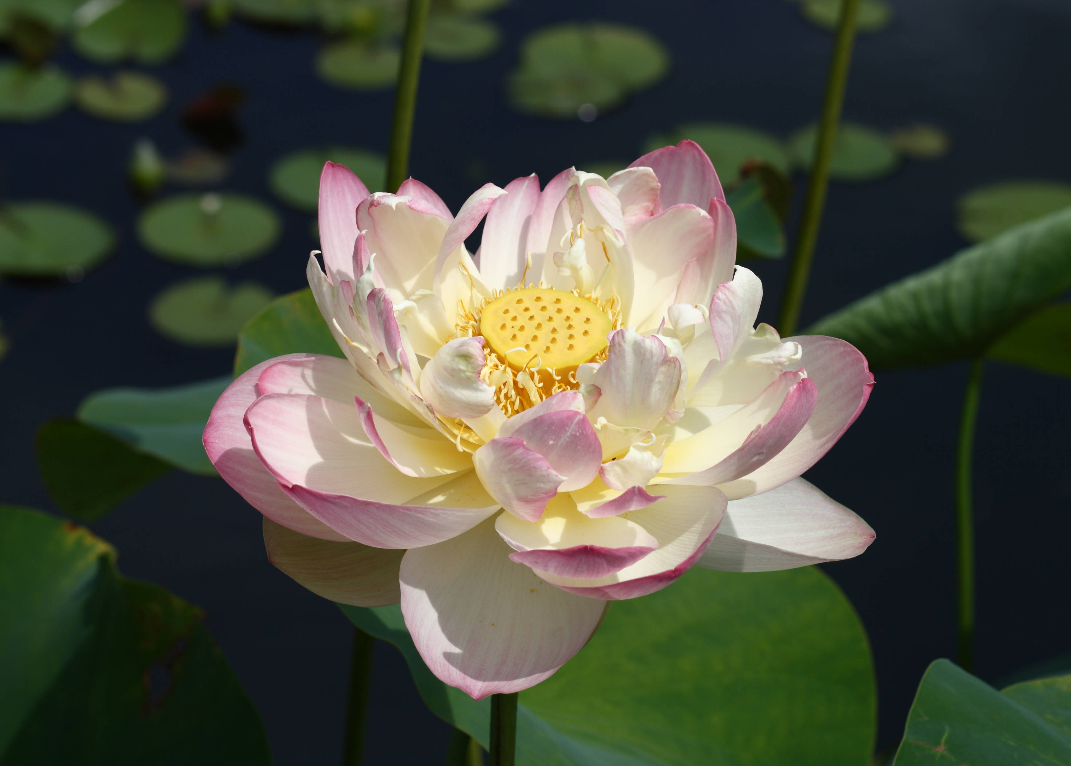 lotus 桌布 壁紙 — 一朵精緻的粉白色蓮花在深色水面和綠色荷葉襯托下，在明亮的陽光下鮮豔綻放。