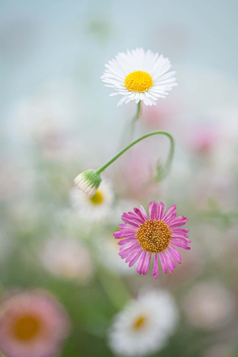 Flowers 桌布 壁紙 — 一朵精緻的粉白色雛菊，帶有黃色花心，在柔和日光下，在一片柔焦的相似花朵中脫穎而出。