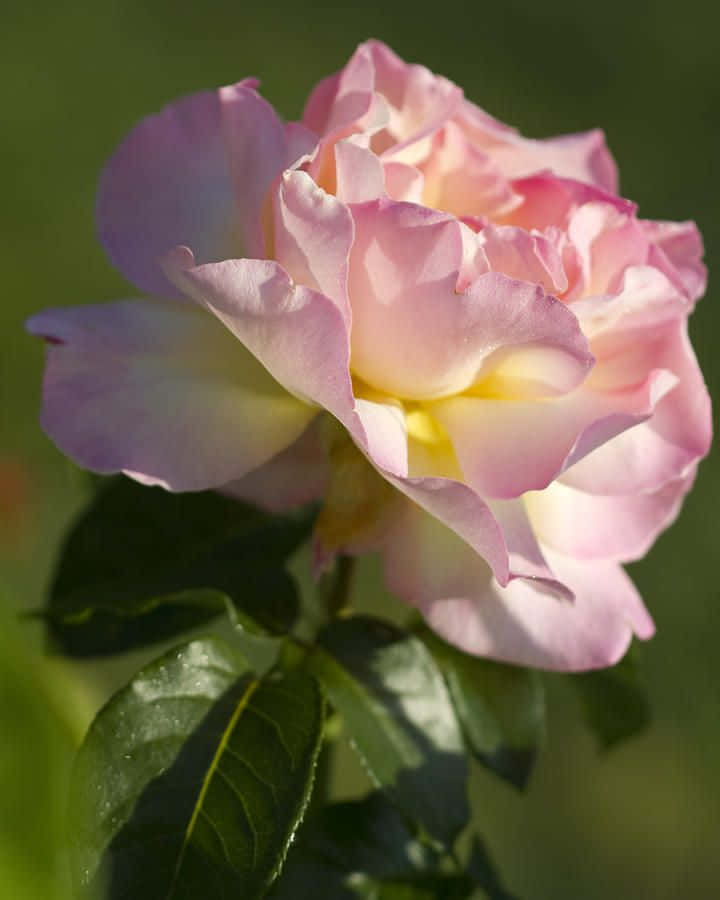 Single Rose 桌布 壁紙 — 一朵精緻的粉紅和黃色玫瑰在模糊的綠色花園背景下柔和綻放。