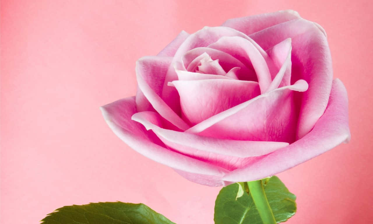 1280x768 Rose 桌布 壁紙 — 一朵精緻的粉紅玫瑰，層層花瓣和綠葉，在柔和的粉紅背景上脫穎而出。