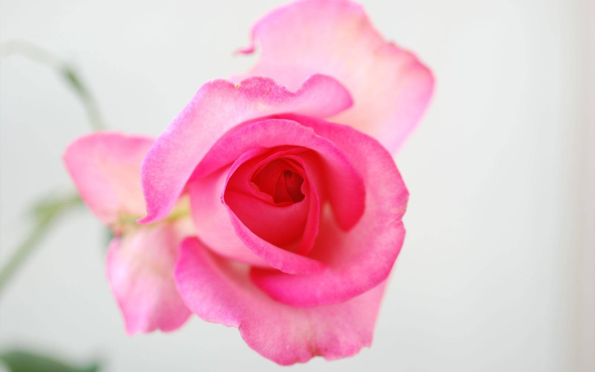 Rose Flower 桌布 壁紙 — 一朵精緻的粉紅玫瑰，帶有柔和漸層花瓣，在純白背景上綻放。