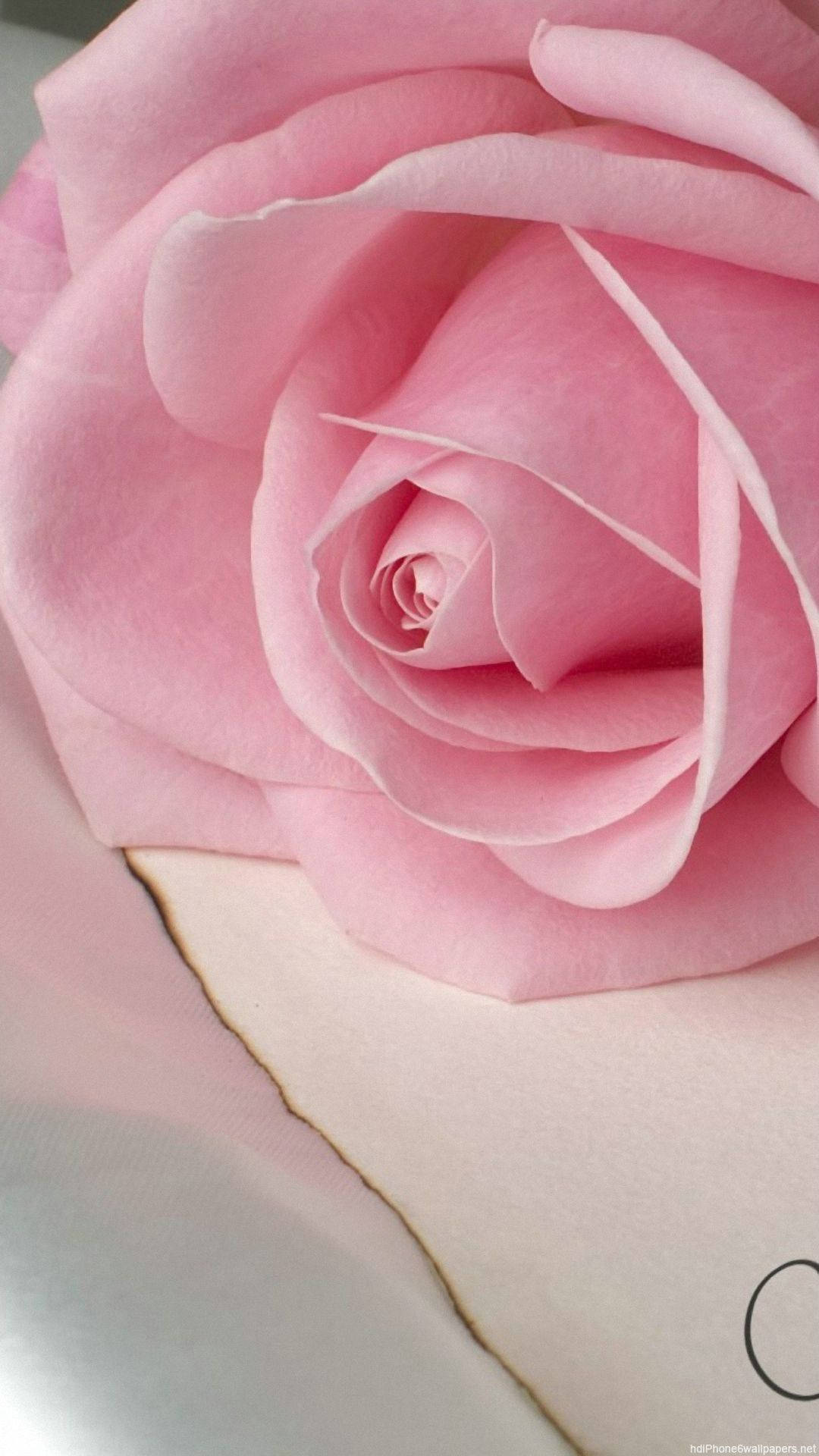 Rose iPhone 桌布 壁紙 — 一朵精緻的粉紅玫瑰，帶有柔軟的分層花瓣，安放在帶有微妙金色邊緣的淺色表面上。