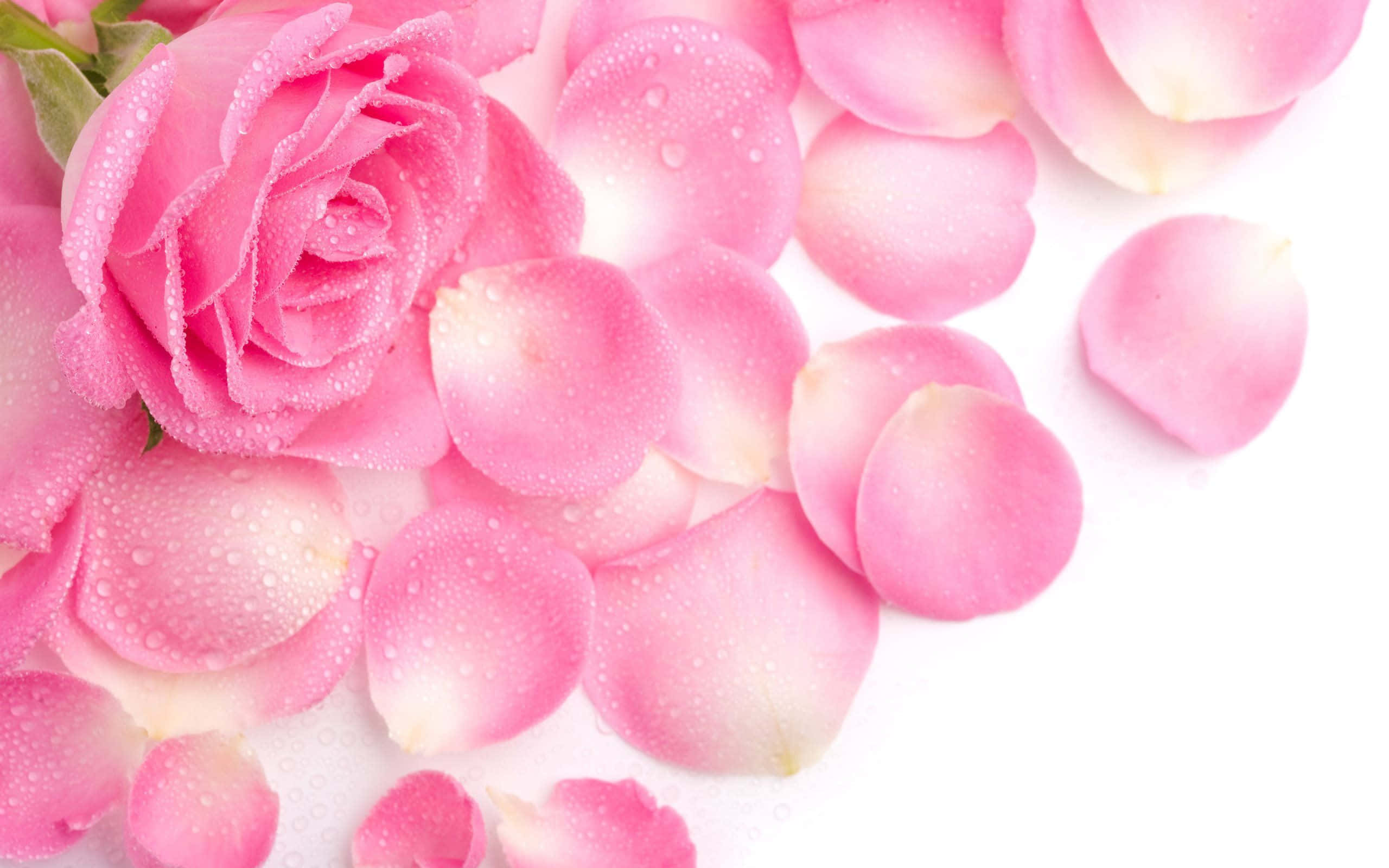 Rose Petal 桌布 壁紙 — 一朵精緻的粉紅玫瑰，帶有露珠，周圍散落著花瓣，背景是純淨的白色。