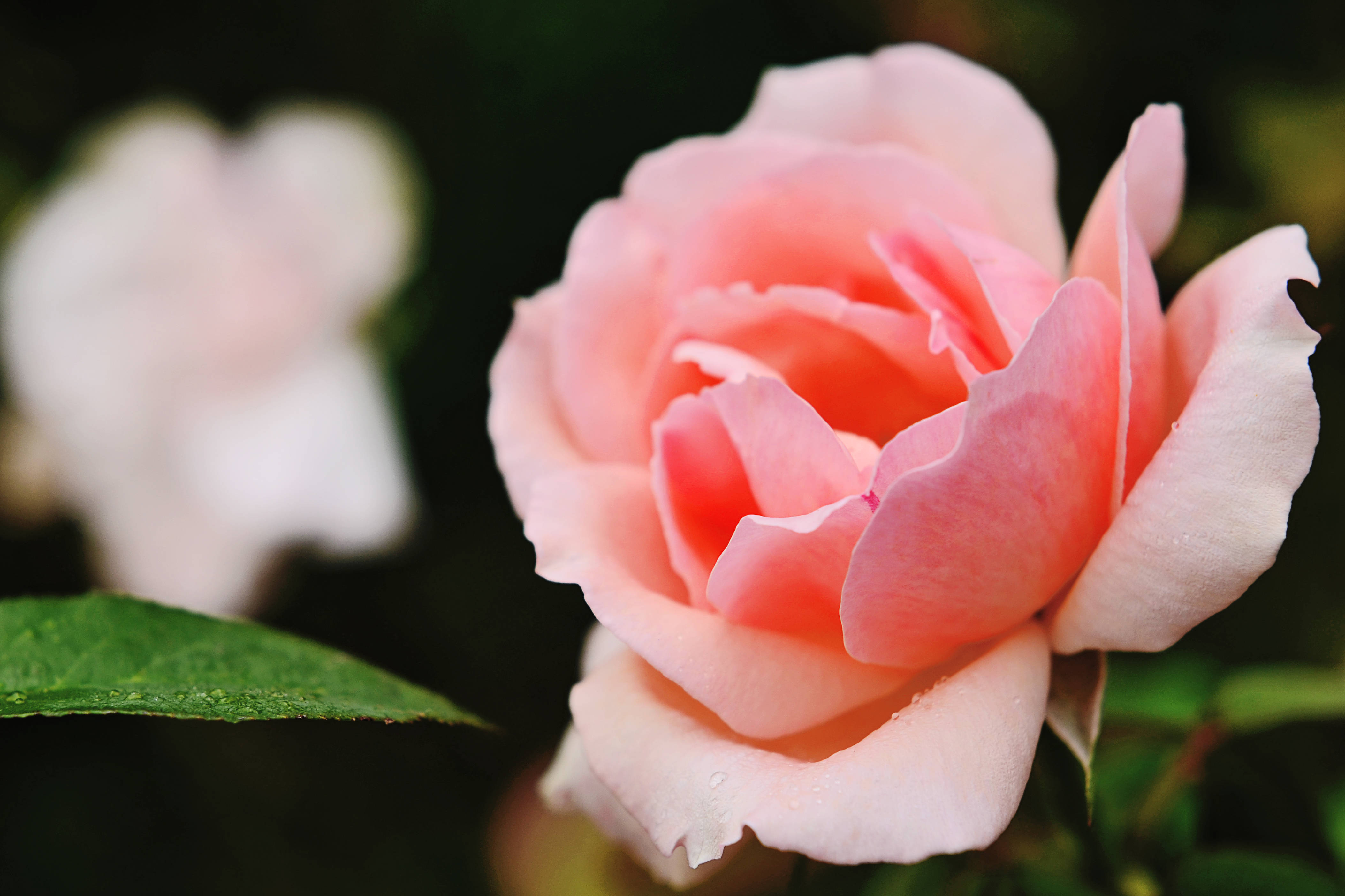 Rose HD 桌布 壁紙 — 一朵精緻的粉紅玫瑰，帶有露珠，在柔焦中閃爍，襯托著深綠色葉子。
