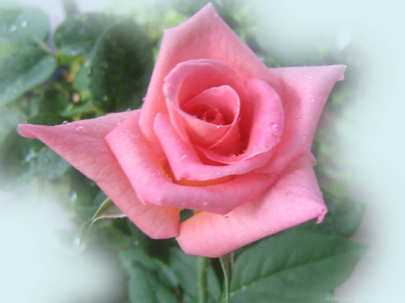 Pink Roses 桌布 壁紙 — 一朵精緻的粉紅玫瑰，帶有露珠，在模糊的綠色葉子背景上柔和閃耀。