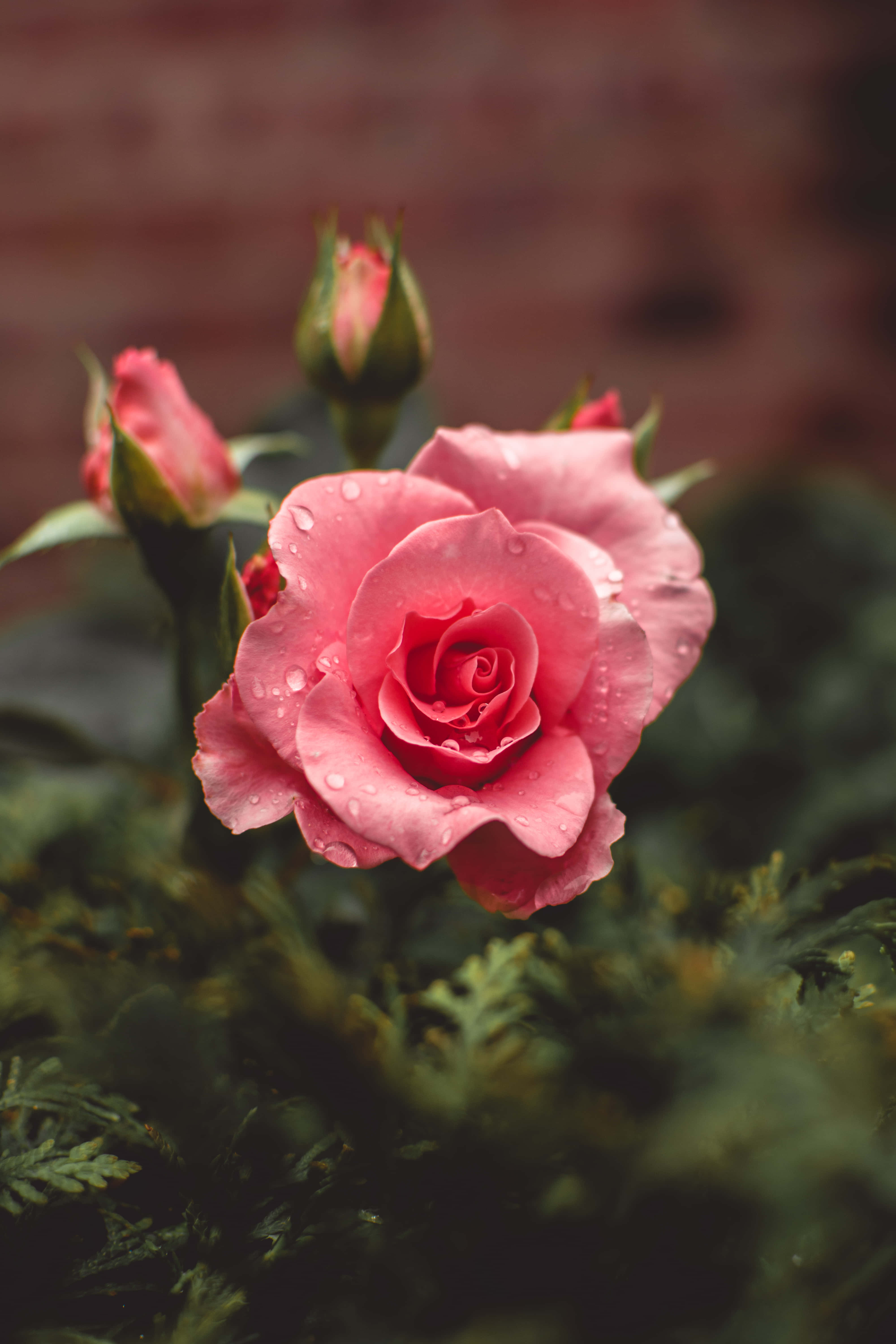 iPhone X Roses 桌布 壁紙 — 一朵精緻的粉紅玫瑰，帶有露珠，在柔焦中閃爍，背景是模糊的磚牆和綠色樹葉。