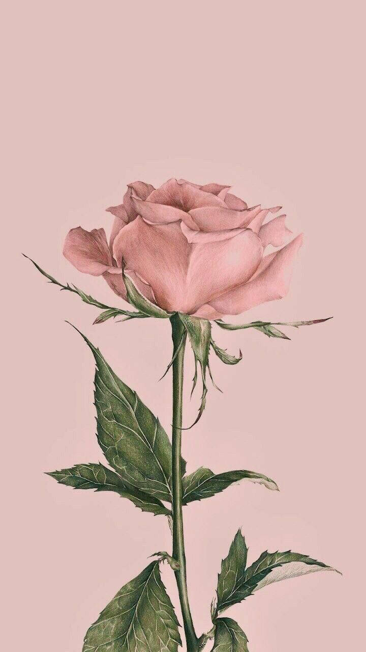 beautiful rose HD 桌布 壁紙 — 一朵精緻的粉紅玫瑰，搭配綠色葉子，在柔和的腮紅背景上高高聳立，呈現極簡植物插圖風格。