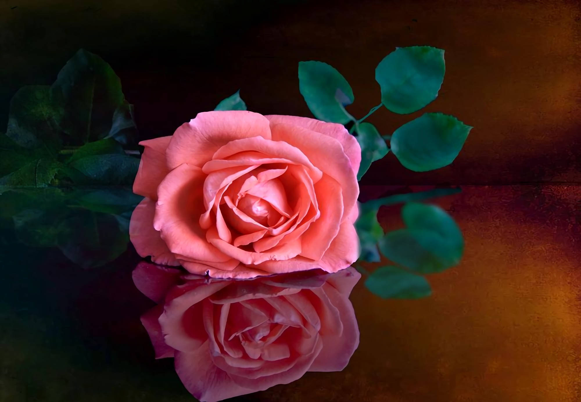 beautiful rose HD 桌布 壁紙 — 一朵精緻的粉紅玫瑰，搭配茂盛的綠葉，放在反射表面上，背景是溫暖的金色。