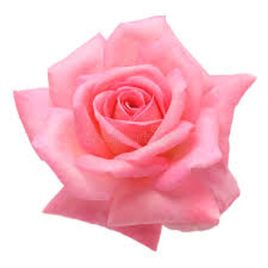 Pink Rose 桌布 壁紙 — 一朵精緻的粉紅玫瑰，花瓣柔軟層疊，在純白背景上盛開。