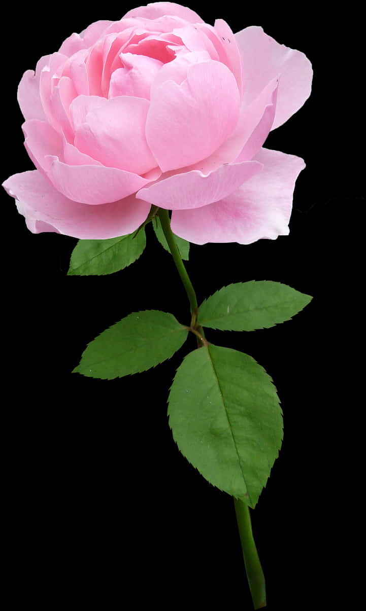 Pink Rose 桌布 壁紙 — 一朵精緻的粉紅玫瑰，花瓣豐滿，綠葉襯托，在純黑背景下格外突出。