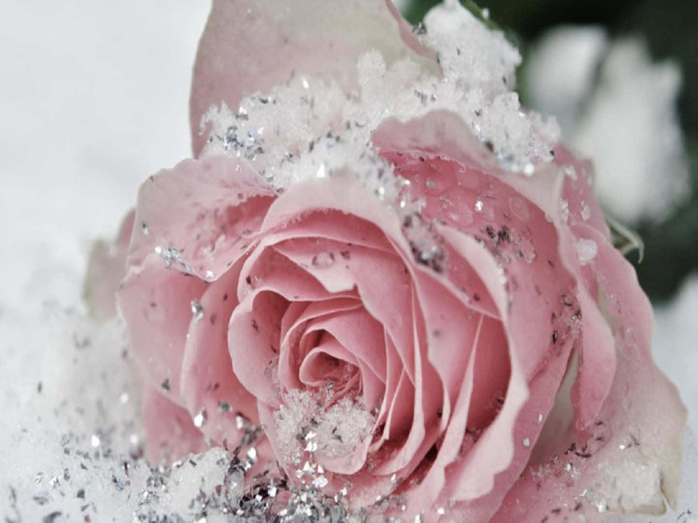 Winter Flowers 桌布 壁紙 — 一朵精緻的粉紅玫瑰，覆蓋著閃閃發光的雪花和亮片，襯托在柔和的白色背景上。