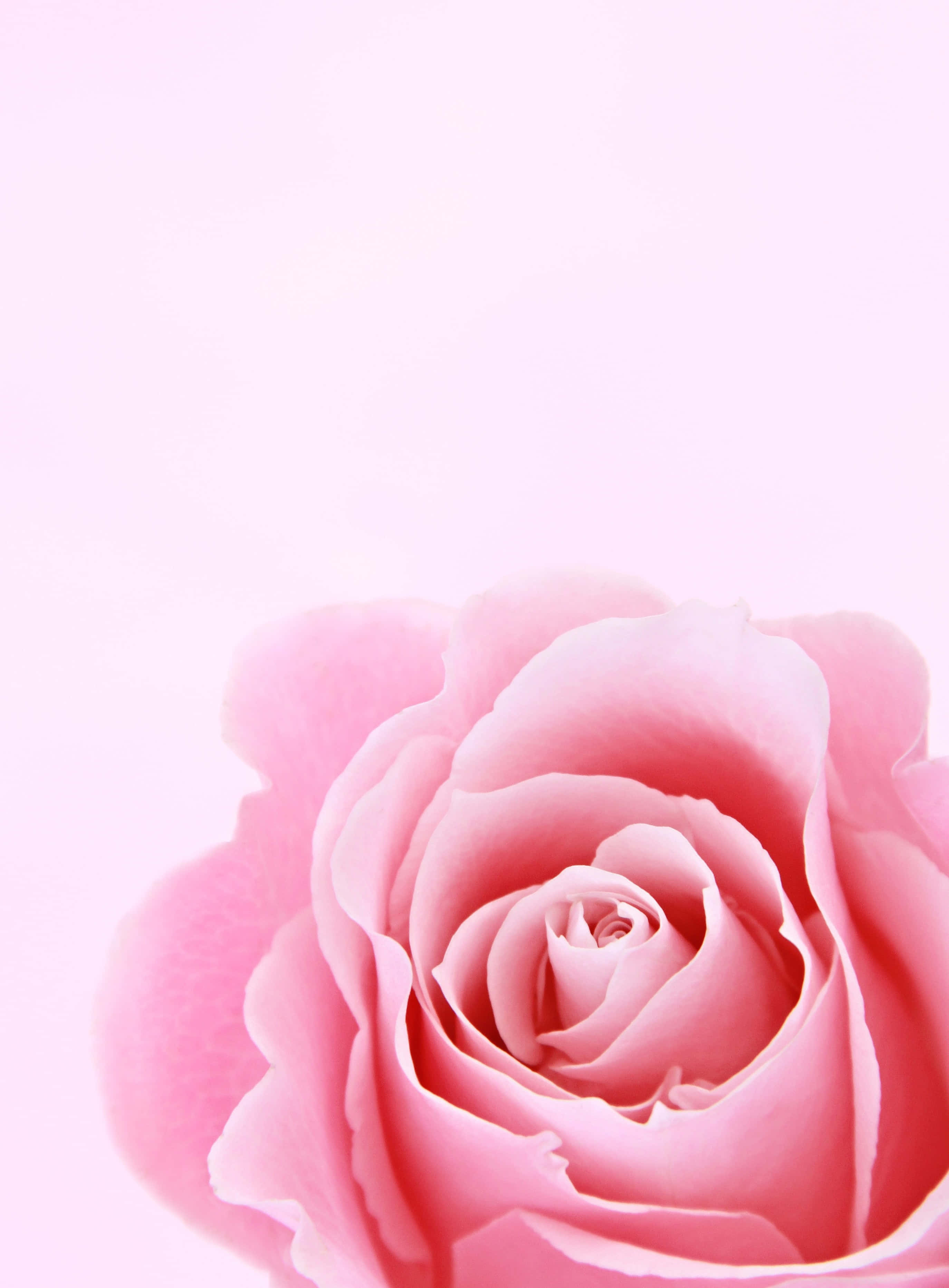 Cute Flower 桌布 壁紙 — 一朵精緻的粉紅玫瑰在夢幻的粉彩粉紅背景上柔和綻放，呈現寧靜的特寫。