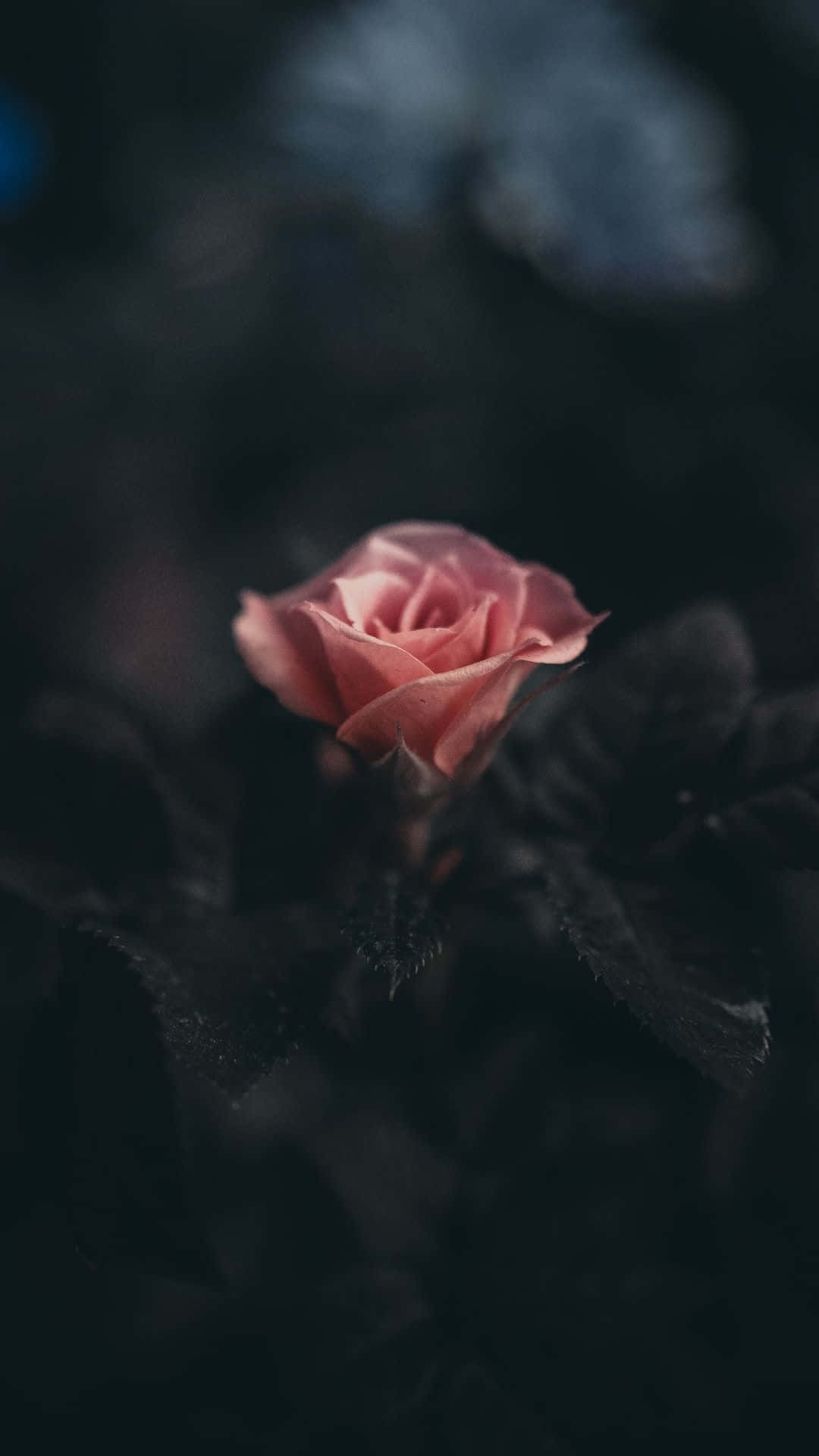 Rose Flower 桌布 壁紙 — 一朵精緻的粉紅玫瑰在昏暗模糊的背景中柔和綻放，帶有情緒化的燈光。
