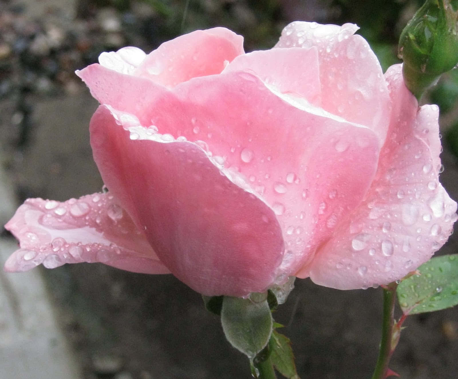 Rose In Rain 桌布 壁紙 — 一朵精緻的粉紅玫瑰在柔和模糊的花園背景下閃爍著露珠。