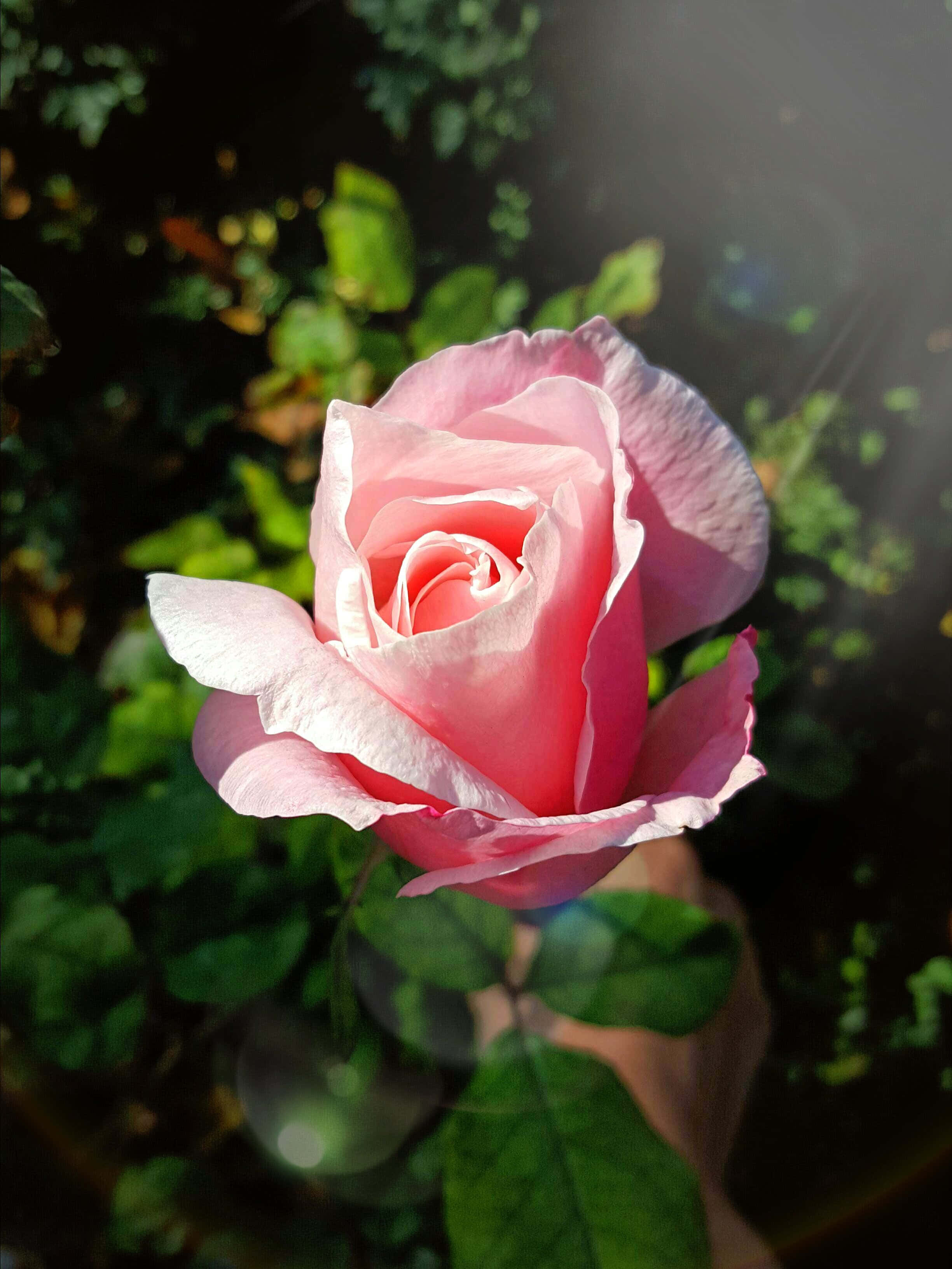 Beautiful Rose 桌布 壁紙 — 一朵精緻的粉紅玫瑰在柔和陽光下盛開，背景有茂盛的綠葉和鏡頭光暈。