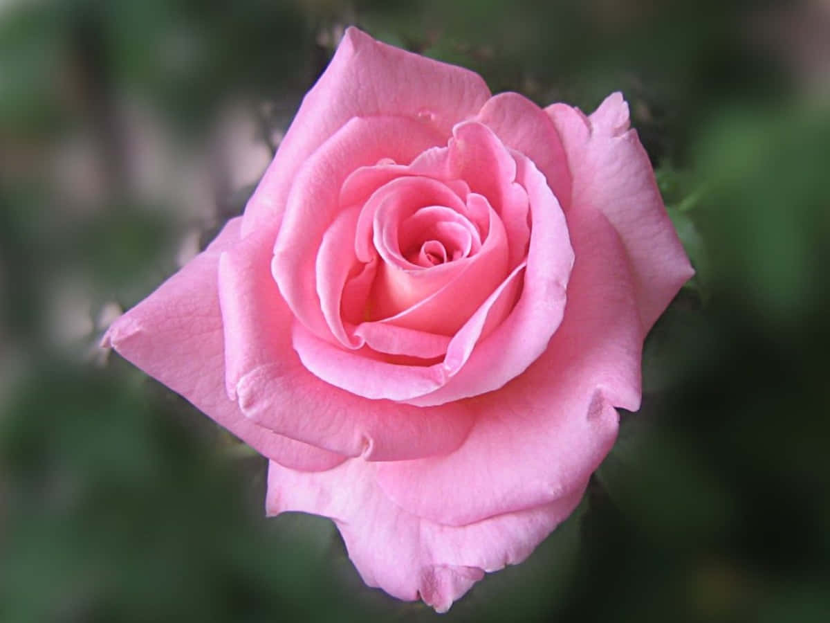 Beautiful Rose 桌布 壁紙 — 一朵精緻的粉紅玫瑰在柔焦中盛開，背景是茂密的綠色葉子。