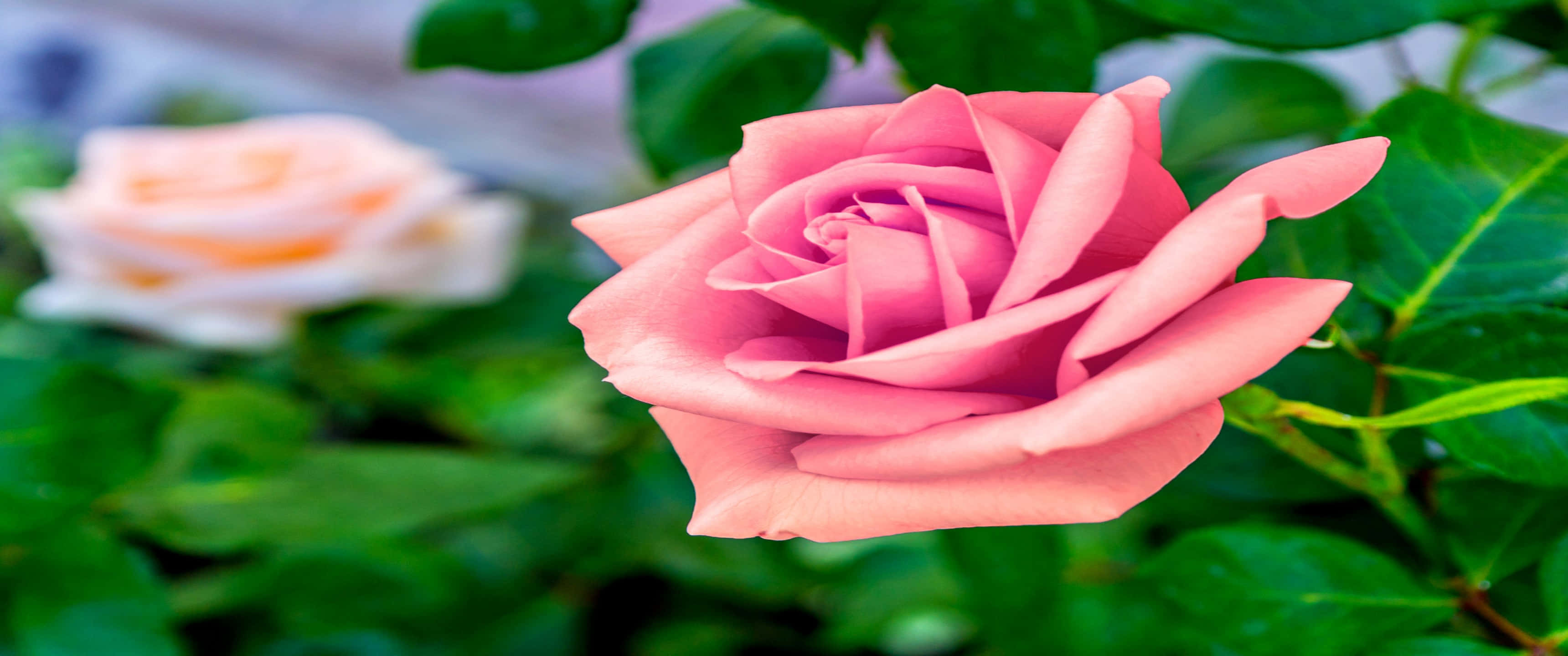 3440x1440p Roses 桌布 壁紙 — 一朵精緻的粉紅玫瑰在柔焦中綻放，襯托著茂盛的綠葉，背景中有一朵模糊的白玫瑰。