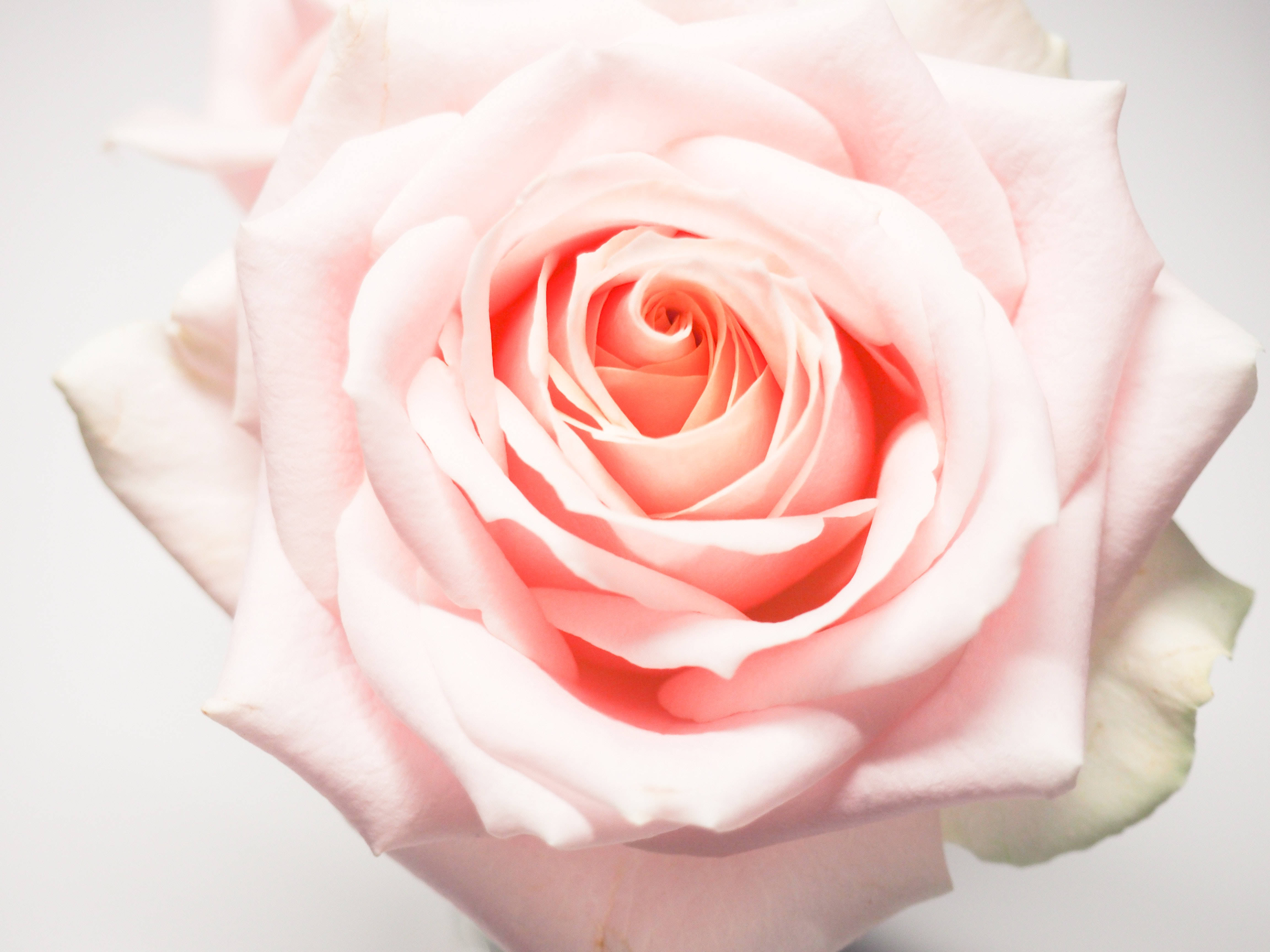Roses 桌布 壁紙 — 一朵精緻的粉紅玫瑰在柔焦中綻放，襯托著潔白的背景，展現層層花瓣和柔和漸變。
