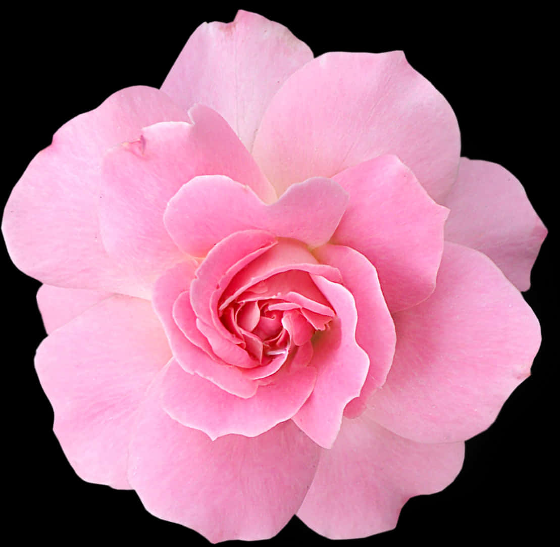 Pink Rose 桌布 壁紙 — 一朵精緻的粉紅玫瑰在純黑背景下盛開，展現柔軟層疊的花瓣和細微漸變。