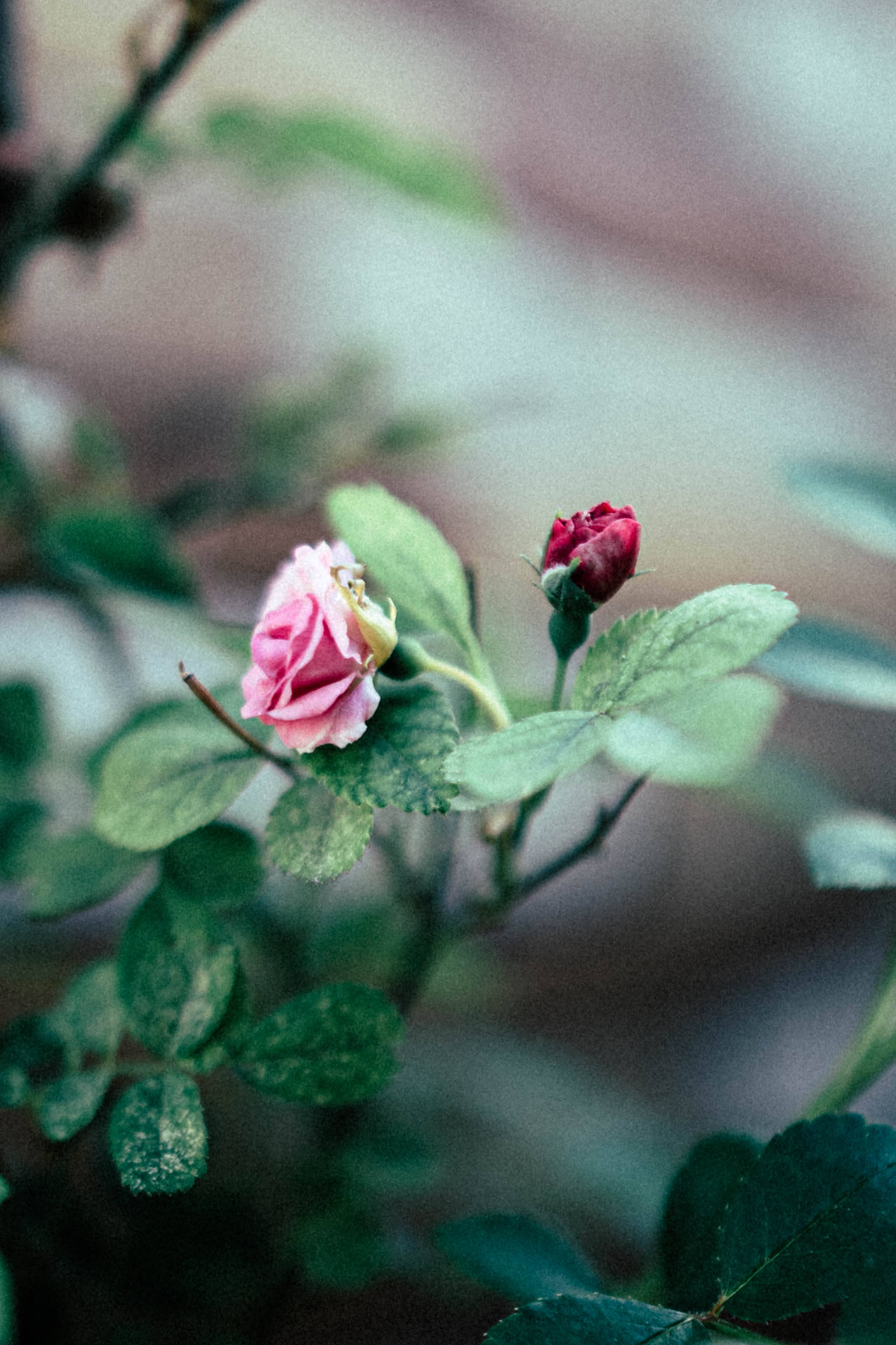 Rose iPhone 桌布 壁紙 — 一朵精緻的粉紅玫瑰在茂盛的綠色藤蔓上，緊挨著一個緊密的紅色花蕾綻放，背景柔和散景。