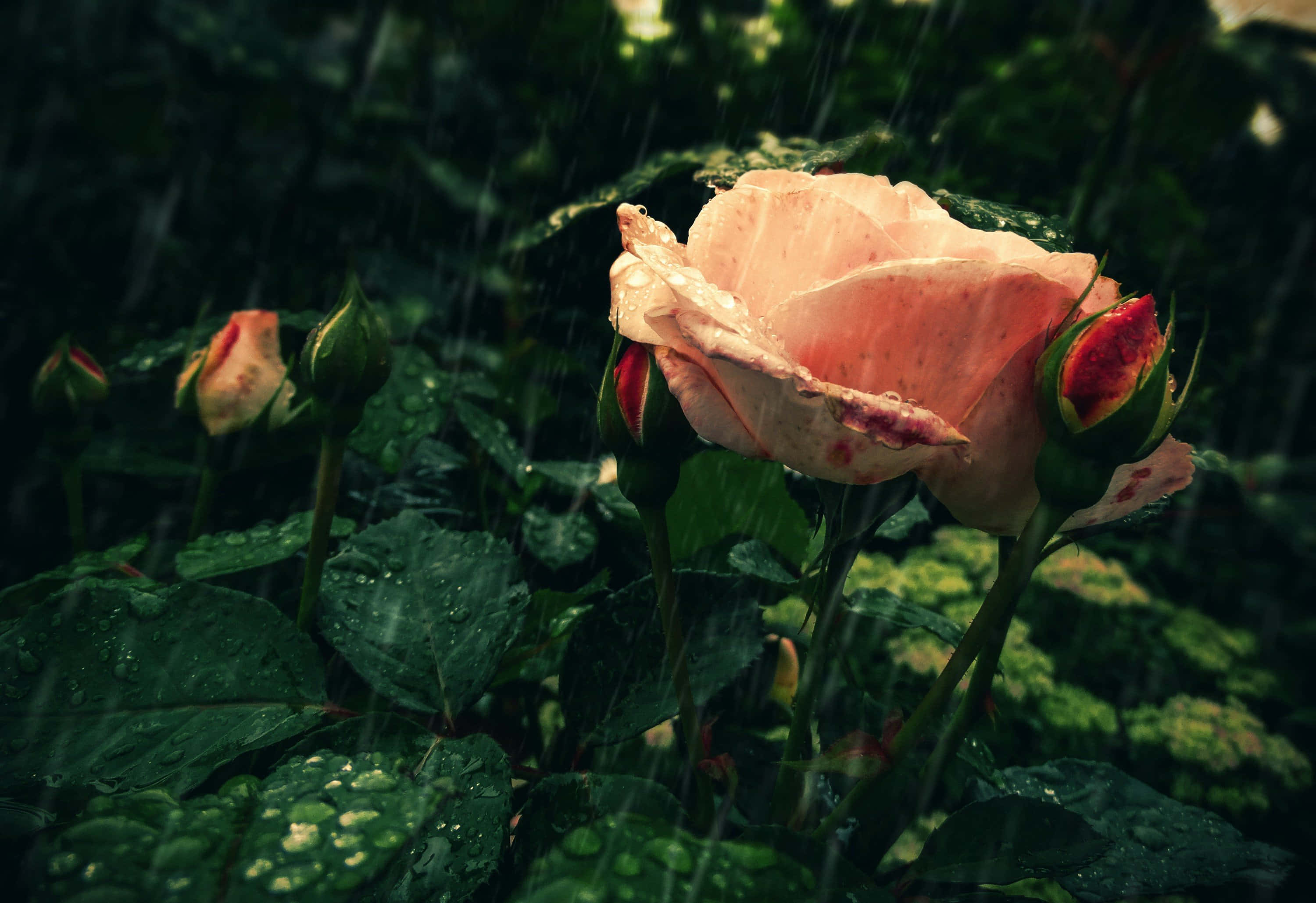 Rose In Rain 桌布 壁紙 — 一朵精緻的粉紅玫瑰在雨中盛開，水滴在花瓣和周圍的綠葉上閃閃發光。