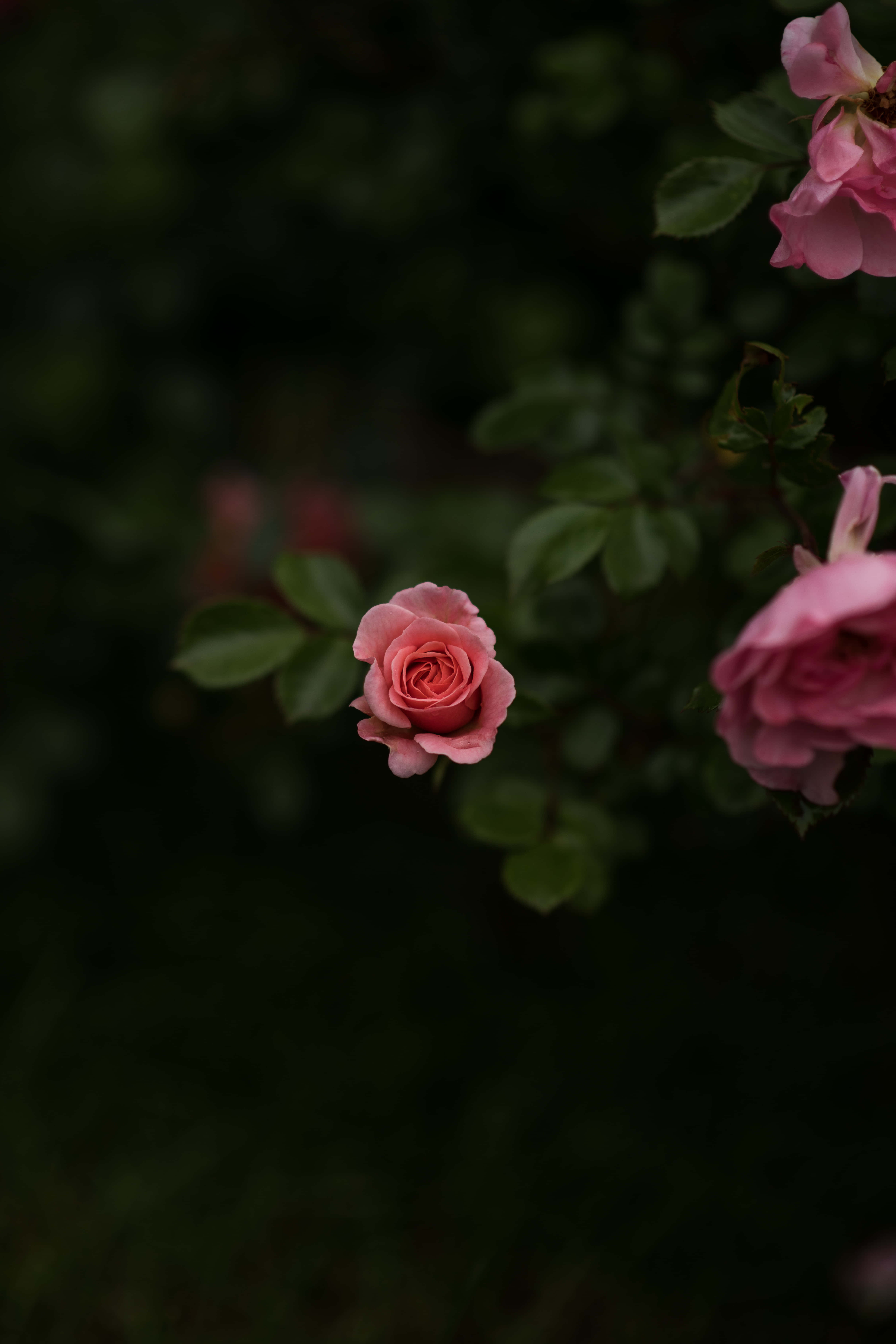 iPhone Flowers 桌布 壁紙 — 一朵精緻的粉紅玫瑰在黑暗模糊的花園背景下，伴隨著茂盛的綠葉，柔和地綻放。