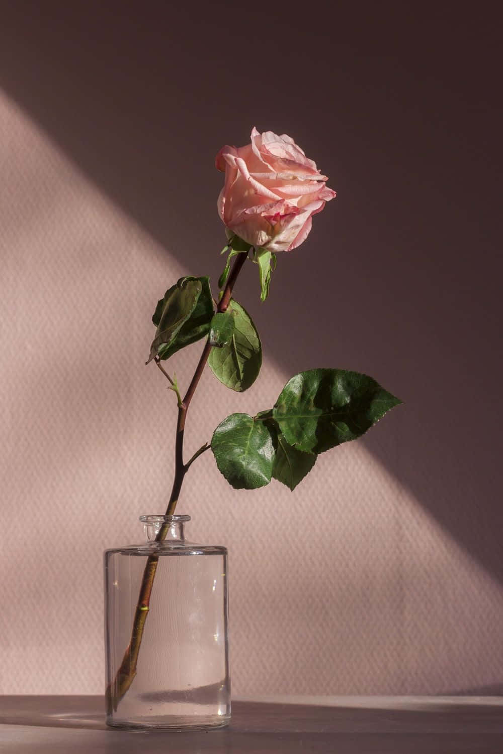 Cute Rose 桌布 壁紙 — 一朵精緻的粉紅玫瑰放在透明玻璃花瓶中，在質感淡紫色牆壁上投下柔和陰影。