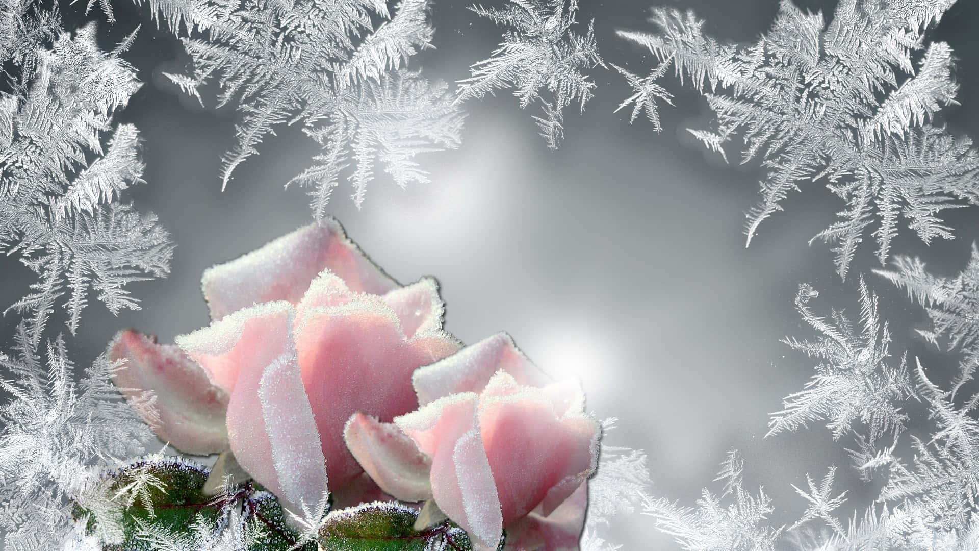 Pink Rose 桌布 壁紙 — 一朵精緻的粉紅玫瑰沾滿霜雪，在柔和的灰色背景上，由複雜的白色冰晶框住。