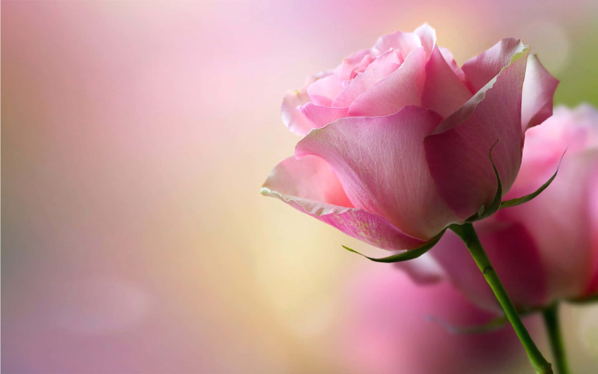 Pink Rose 桌布 壁紙 — 一朵精緻的粉紅玫瑰花蕾，帶有柔軟的花瓣和綠色莖幹，在夢幻的粉彩散景背景中脫穎而出。