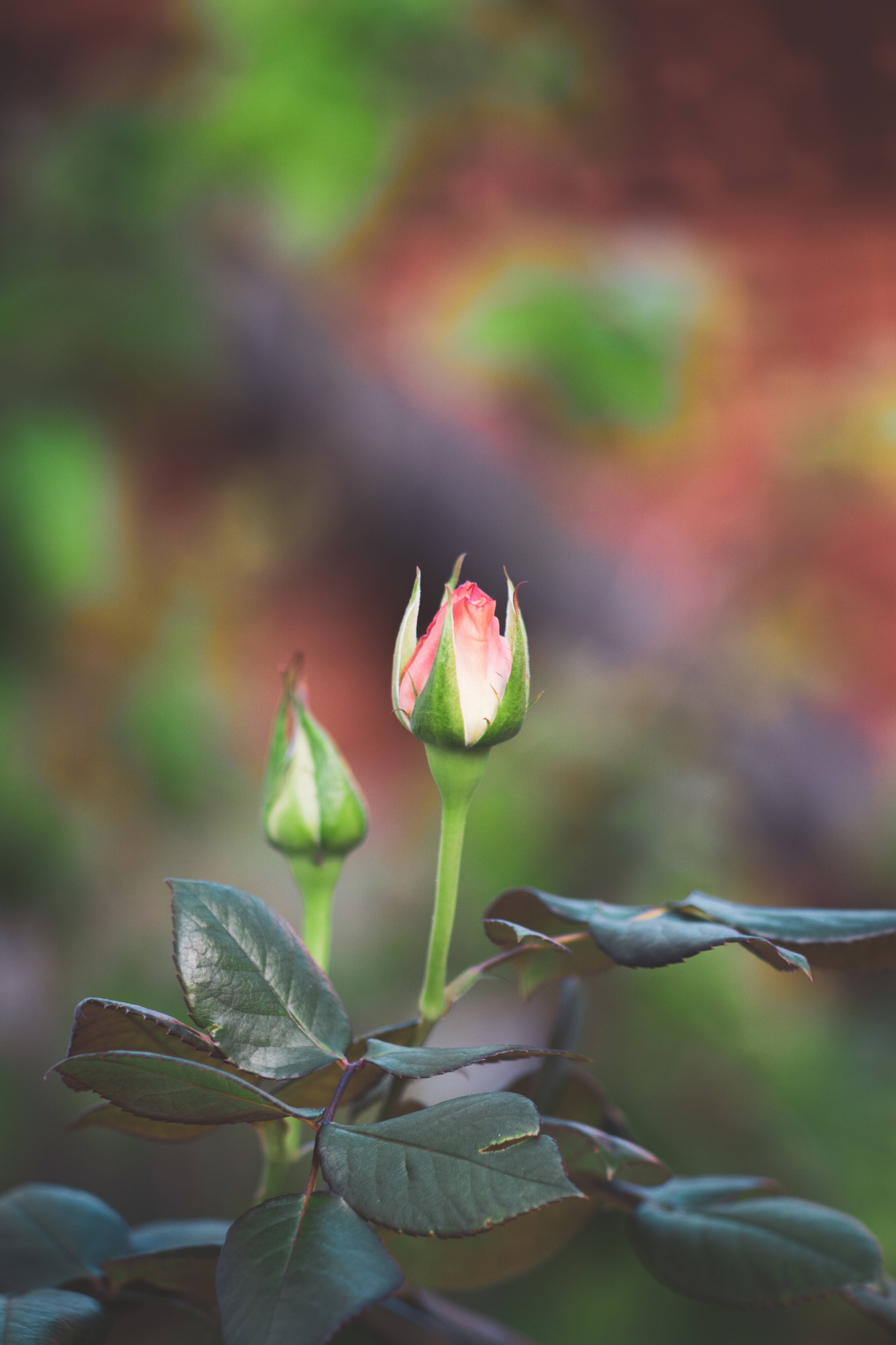 Rose iPhone 桌布 壁紙 — 一朵精緻的粉紅玫瑰花蕾從綠葉中探出頭來，背景是柔和模糊的秋色。