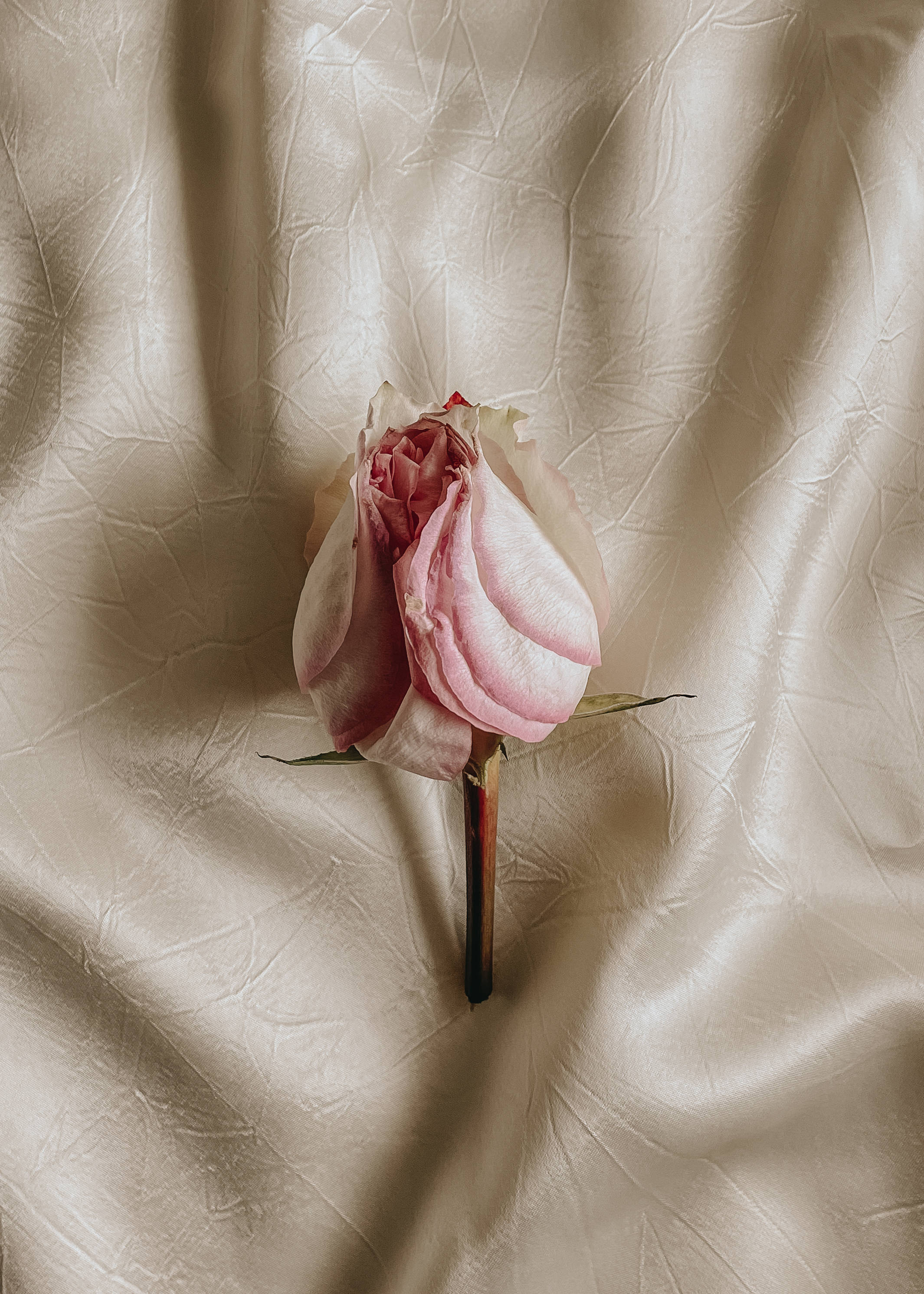Love iPhone 桌布 壁紙 — 一朵精緻的粉紅玫瑰花蕾躺在柔和的自然光下皺褶的奶油色緞面布料上。