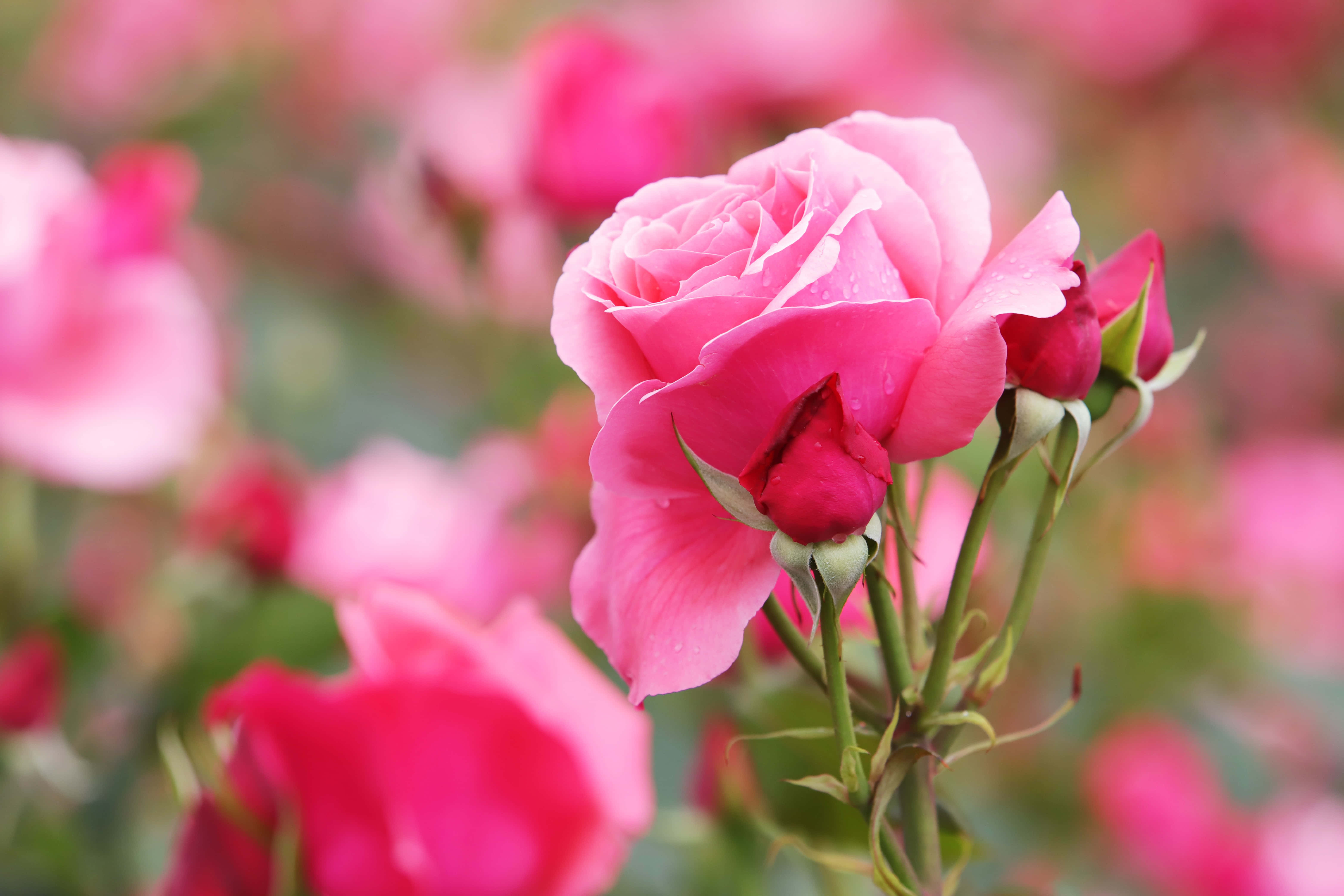 Valentines Day Roses 桌布 壁紙 — 一朵精緻的粉紅玫瑰蓓蕾，帶著露珠，在柔焦的花園中與同類花朵一起綻放。